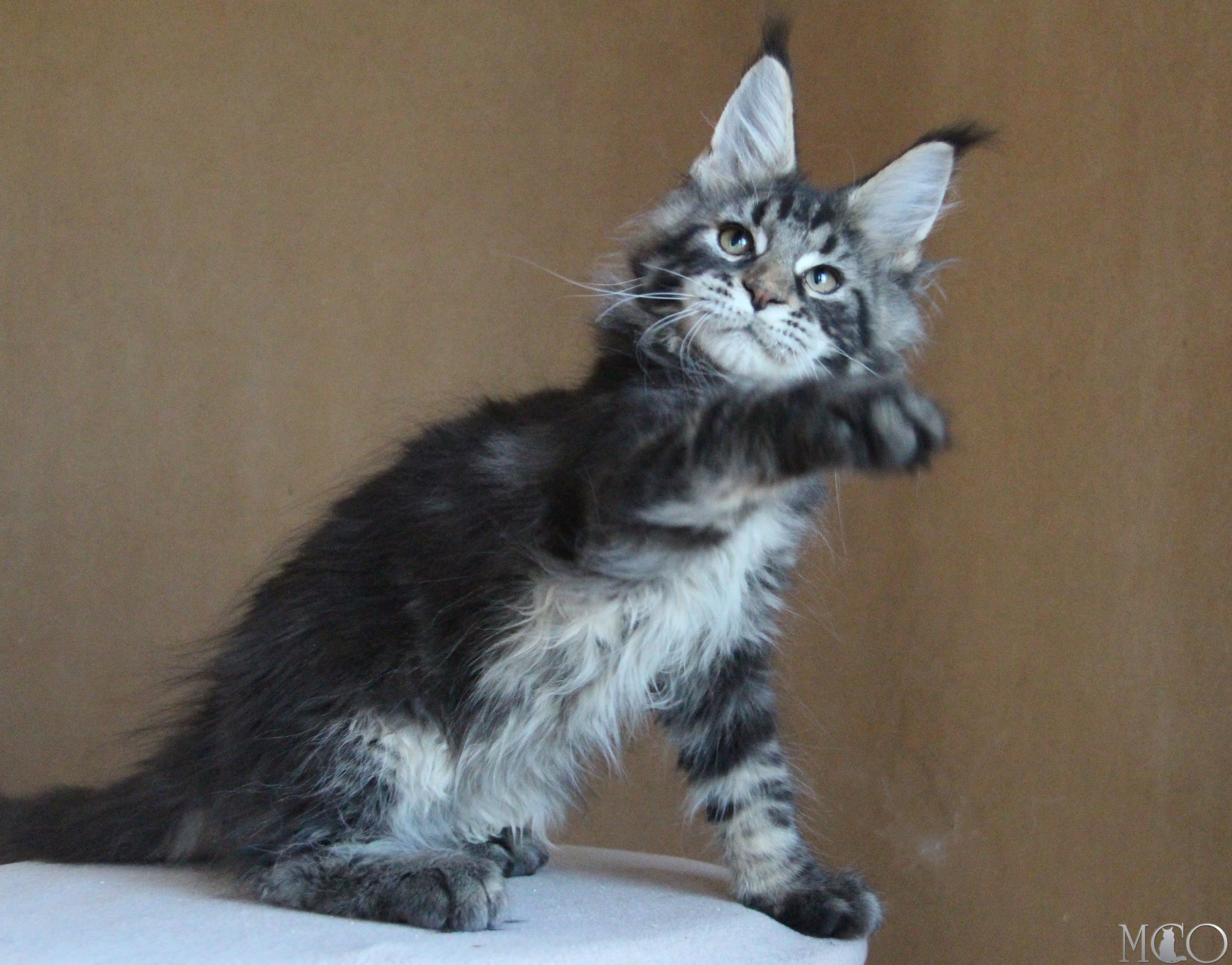 Купить котенка Мейн кун Bogard, n 22