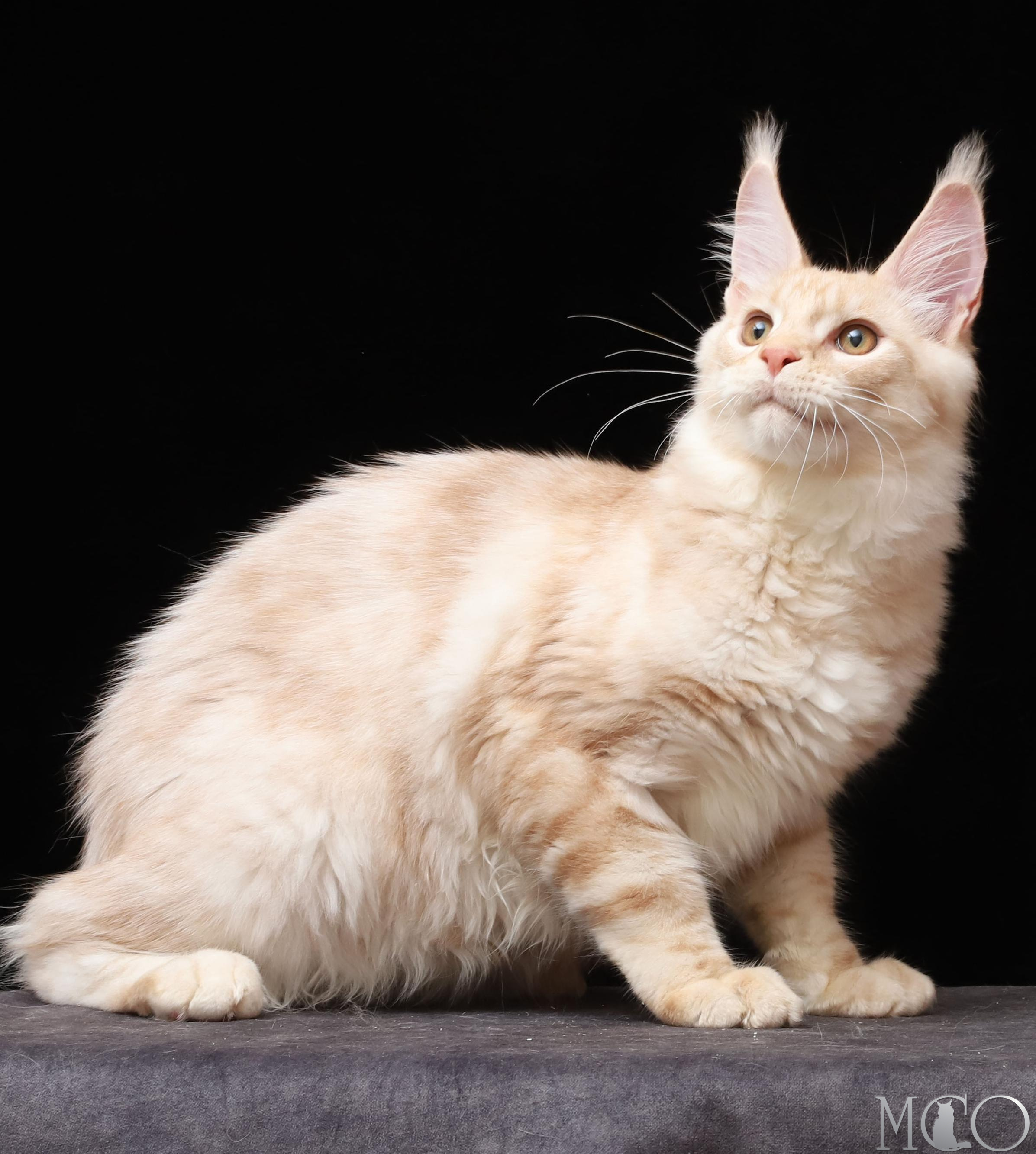 Купить котенка Мейн кун Quiller, es 22