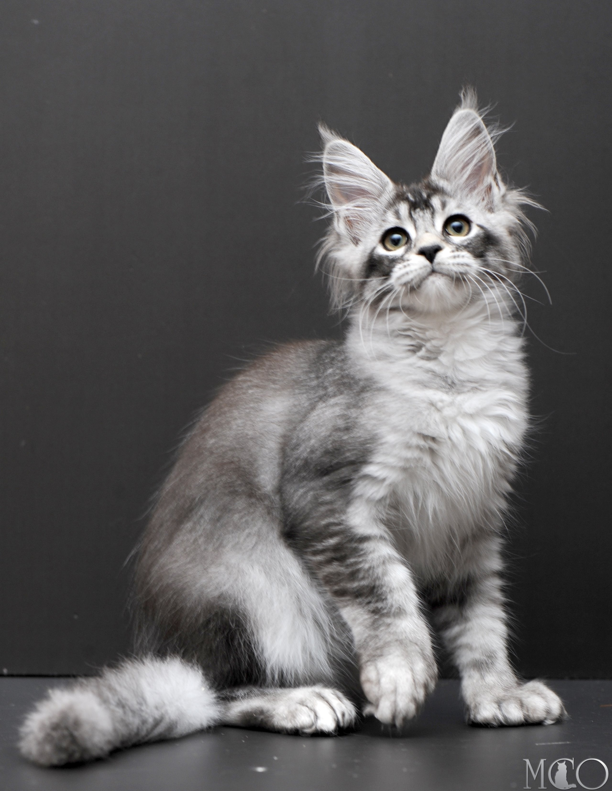 Купить котенка Мейн кун Kalila, ns 25