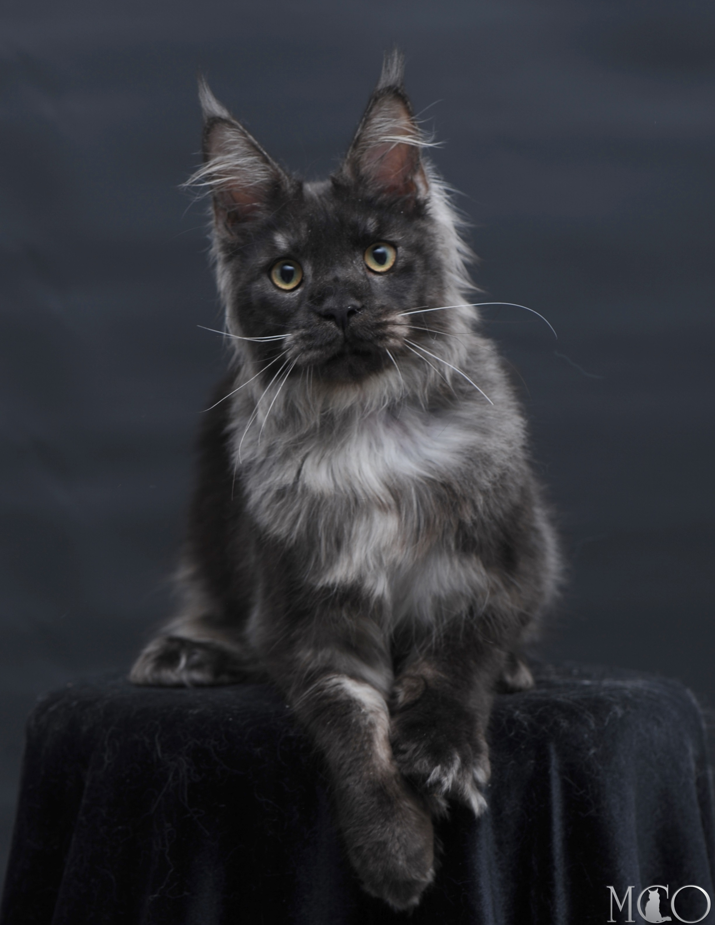 Купить котенка Мейн кун Diamond, ns