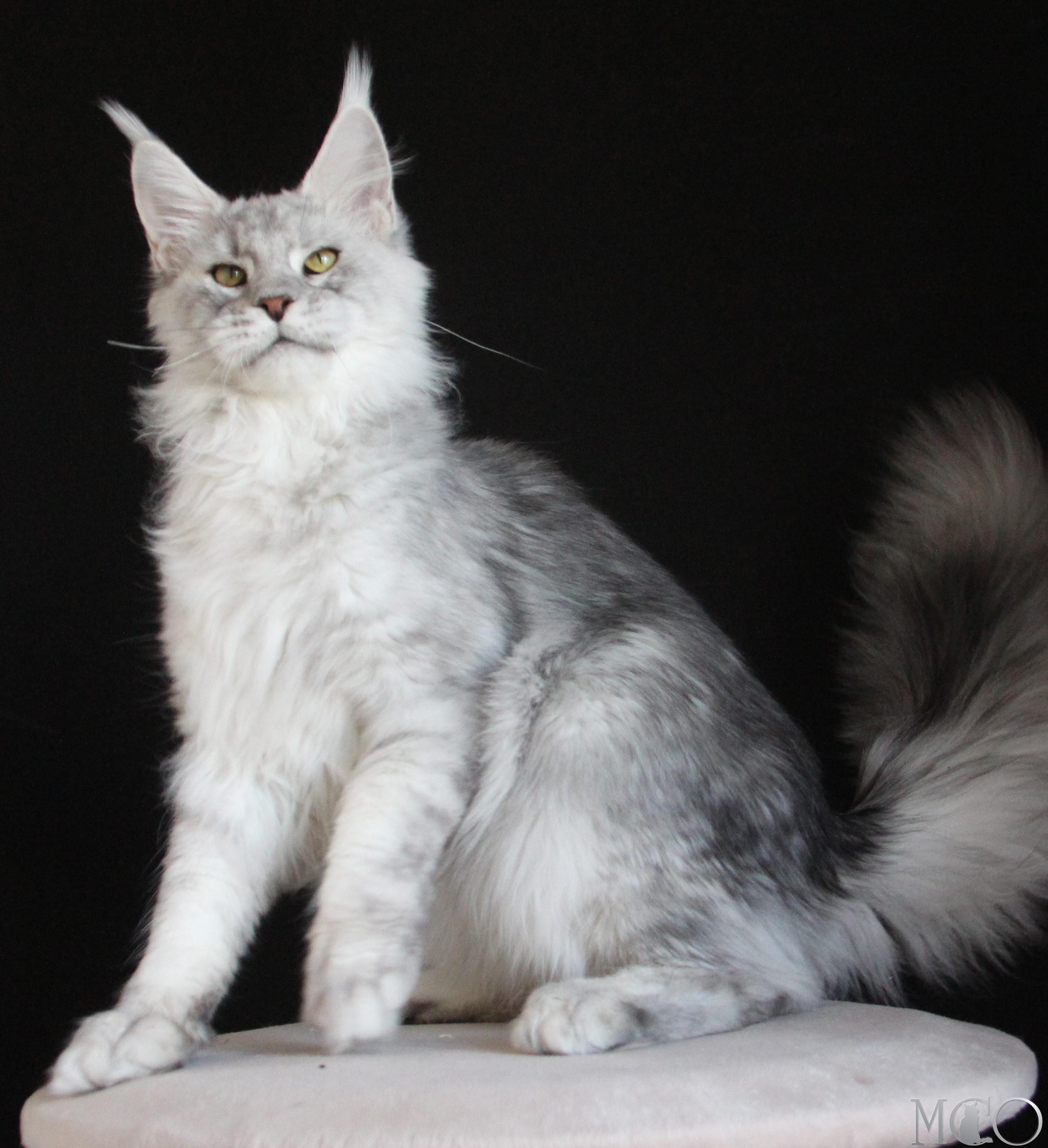Купить котенка Мейн кун Glamour, ns 22 pale silver