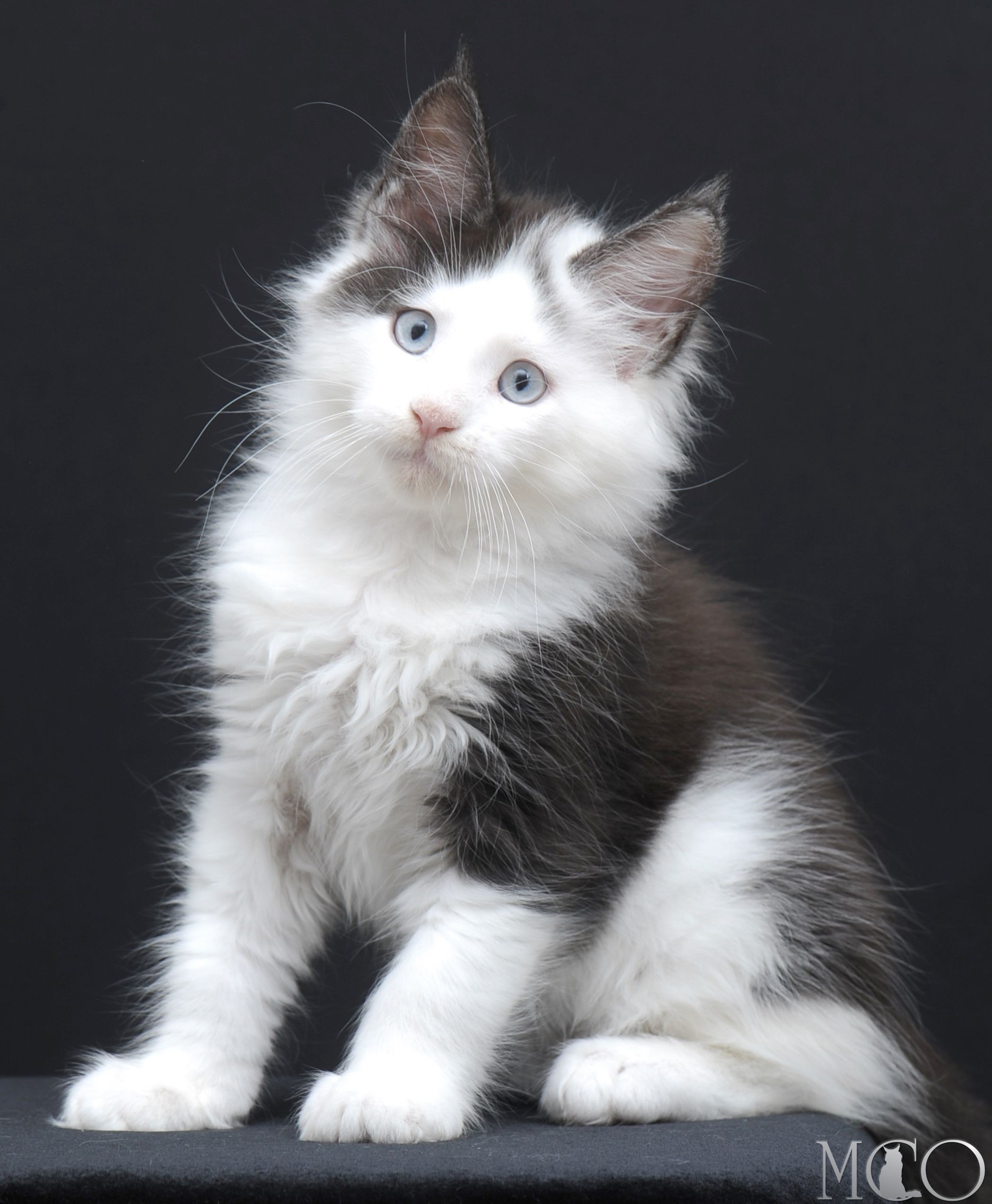 Купить котенка Мейн кун Wesley, ns 03 w61