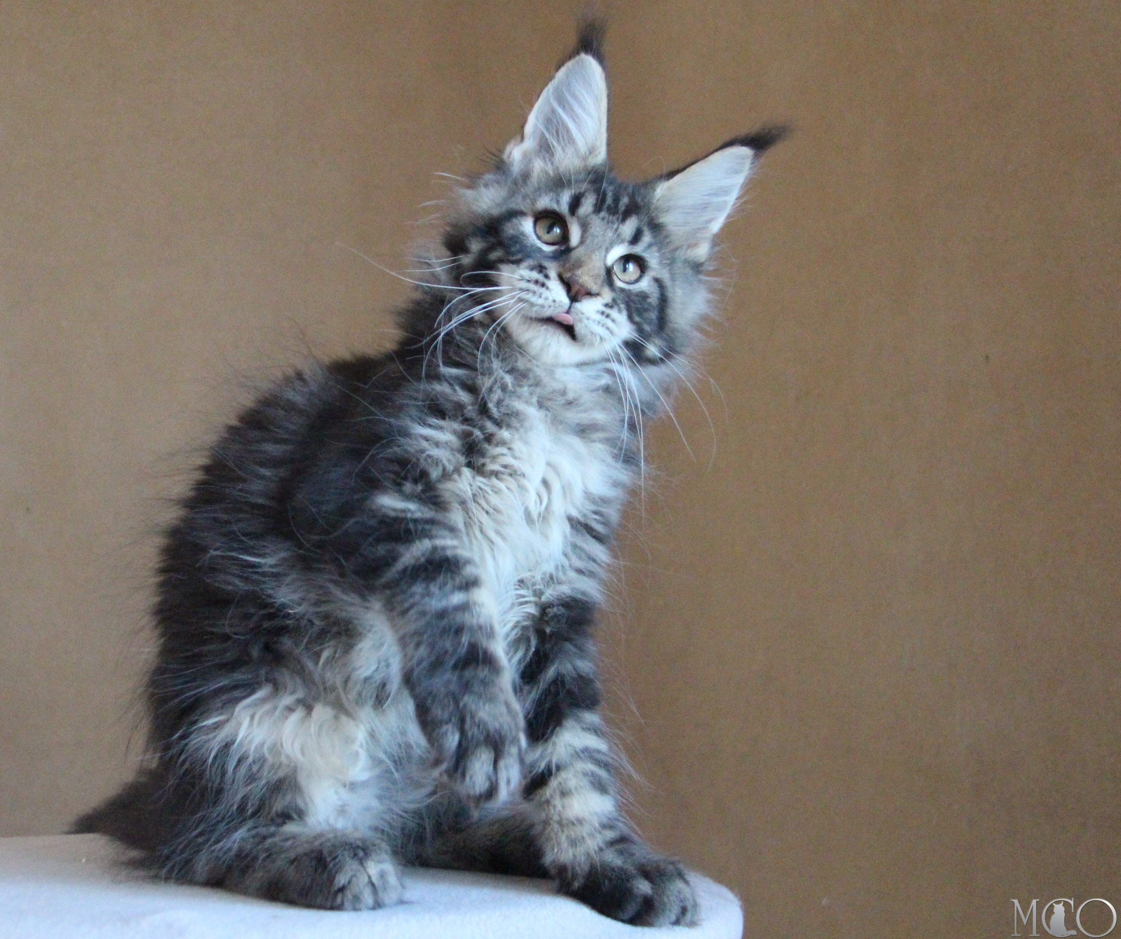 Купить котенка Мейн кун Bogard, n 22