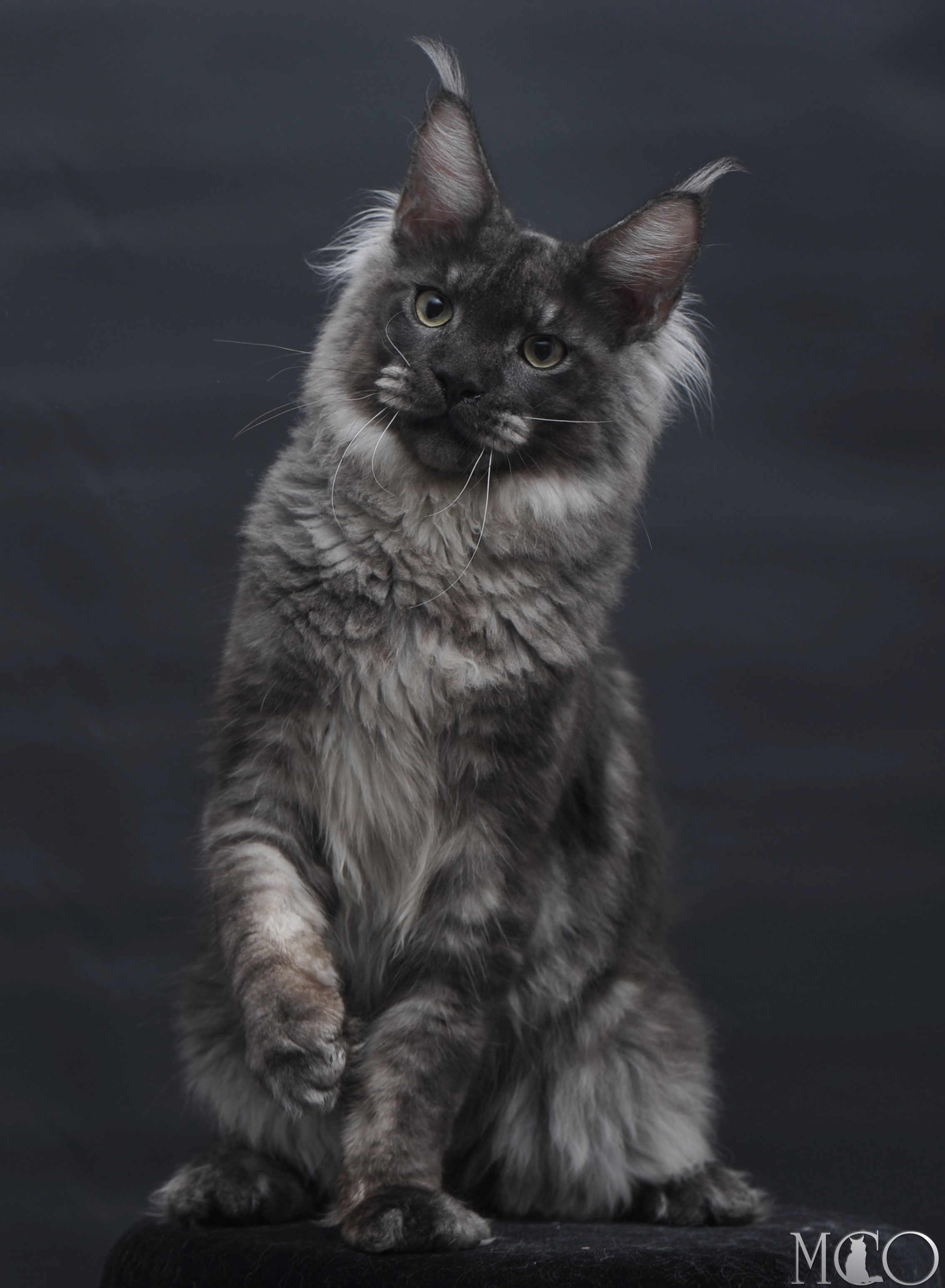 Купить котенка Мейн кун Casper, ns