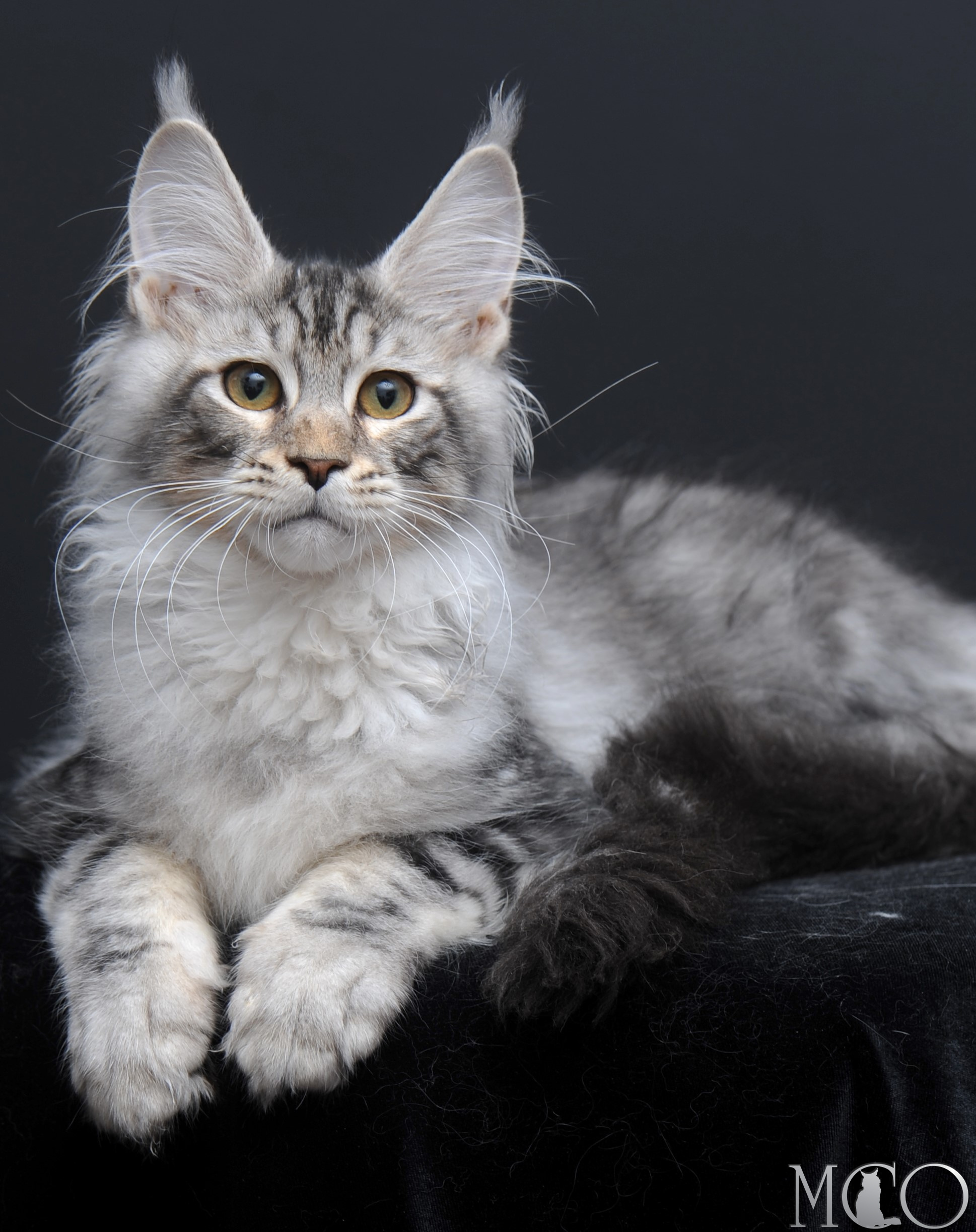 Купить котенка Мейн кун Selevester, ns22