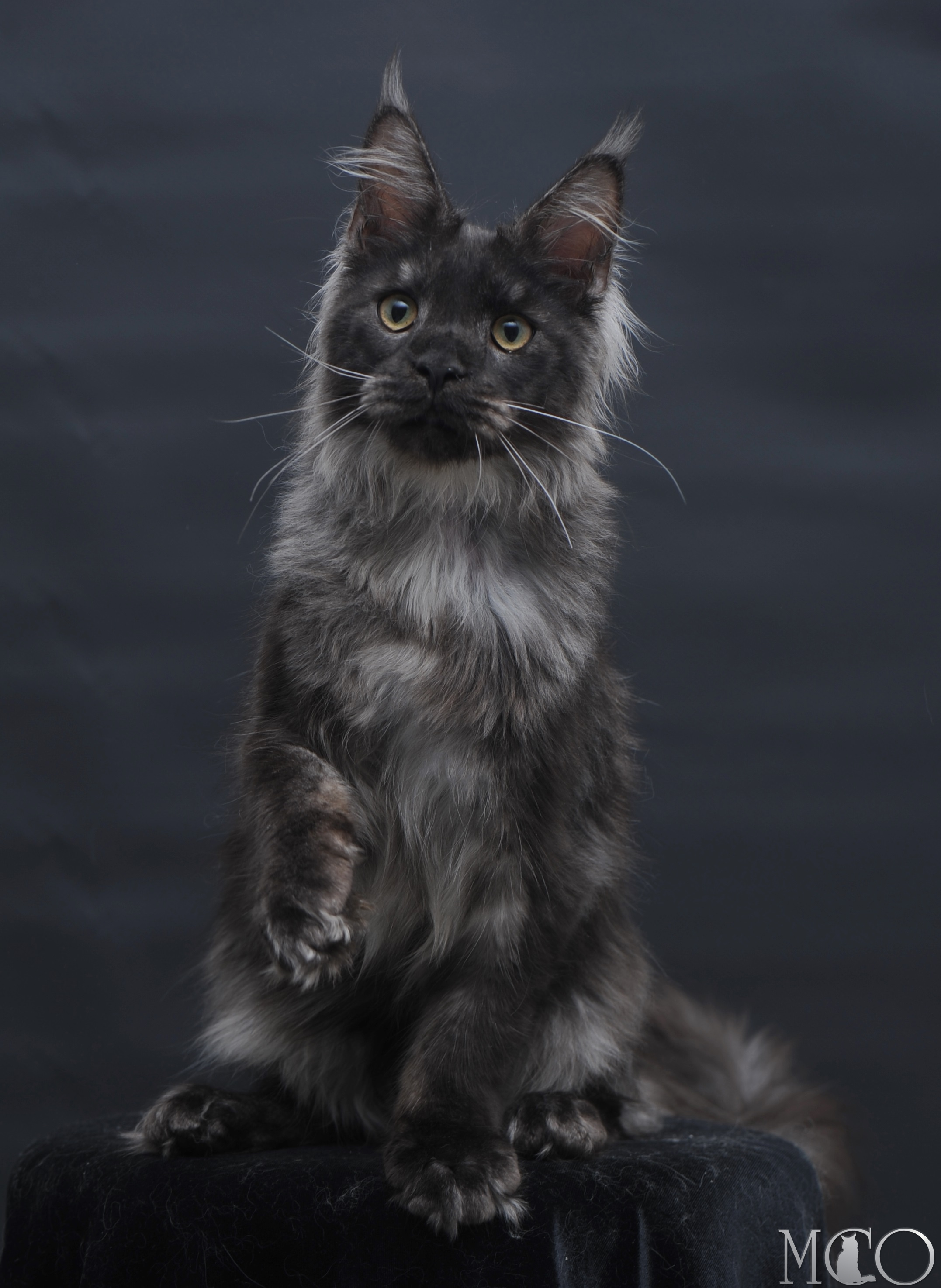 Купить котенка Мейн кун Diamond, ns