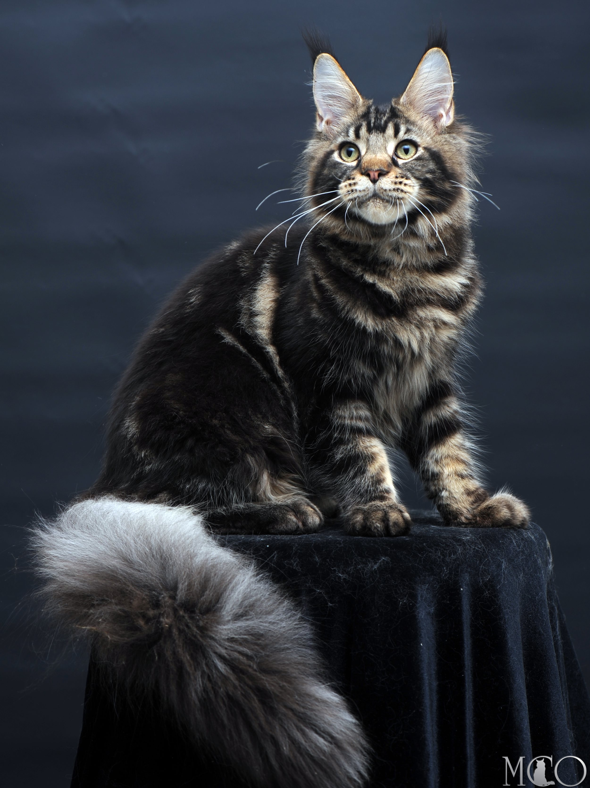 Купить котенка Мейн кун Elvis, n 22