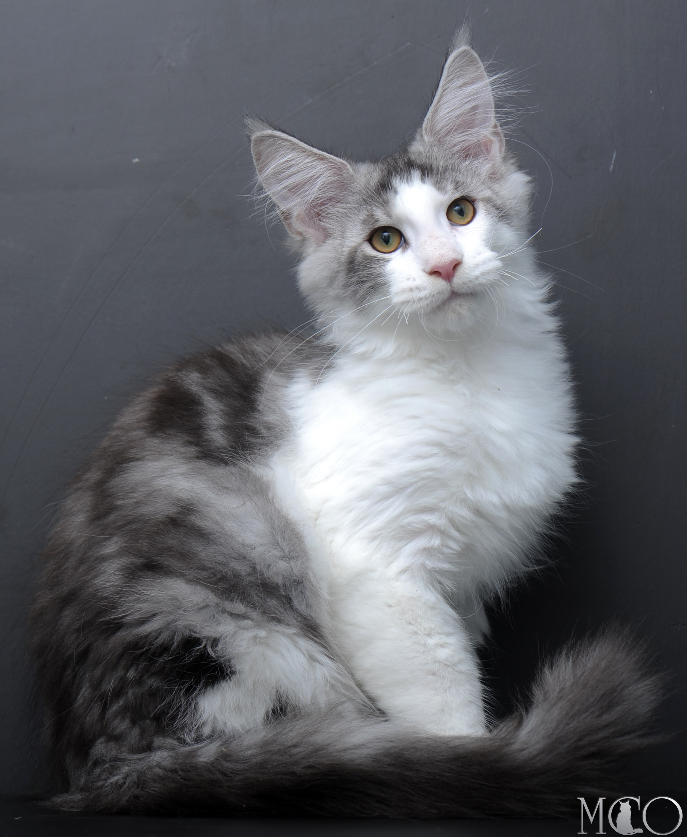 Купить котенка Мейн кун Persey, ns 22 03 