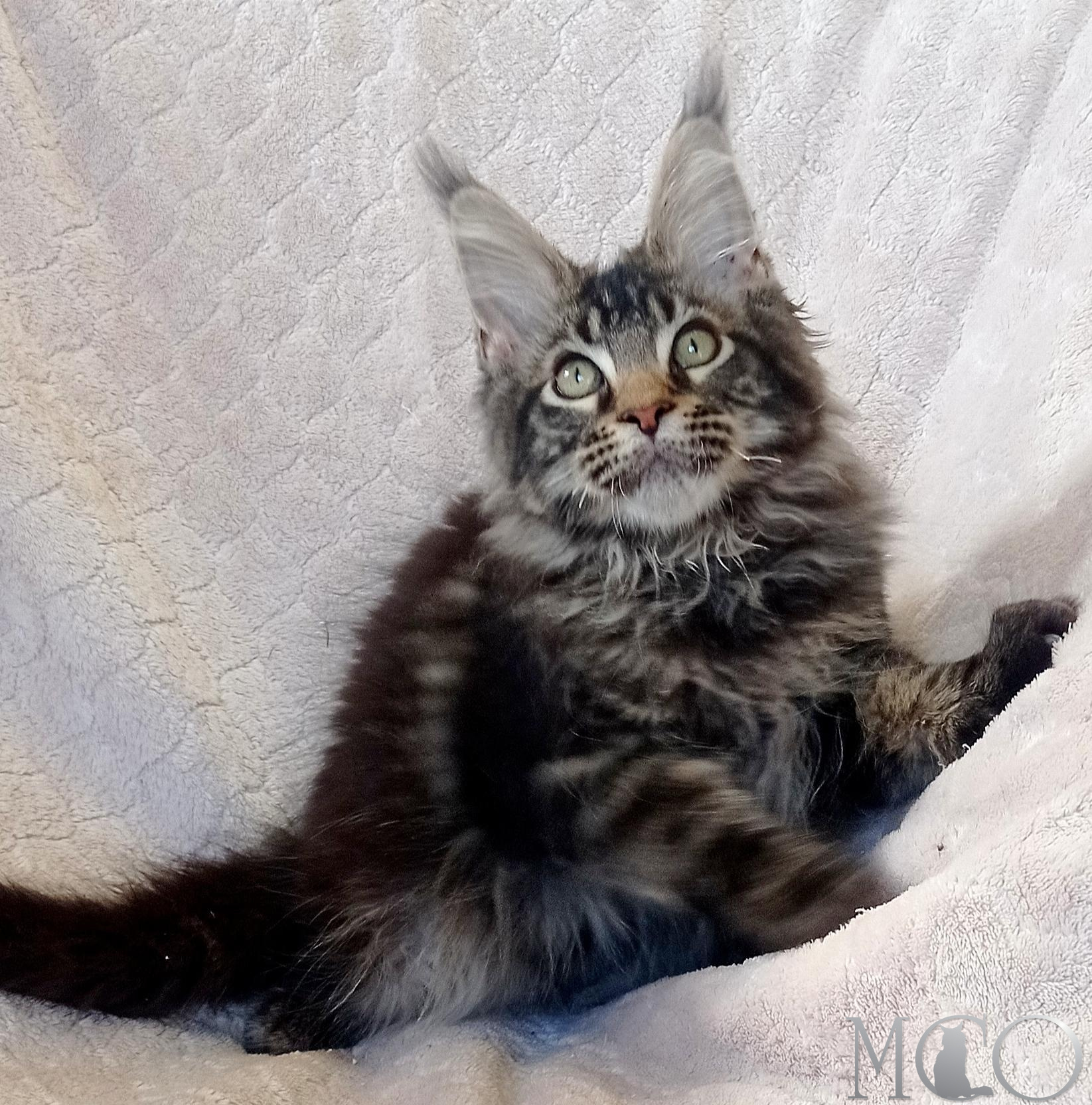 Купить котенка Мейн кун Bonus , n22