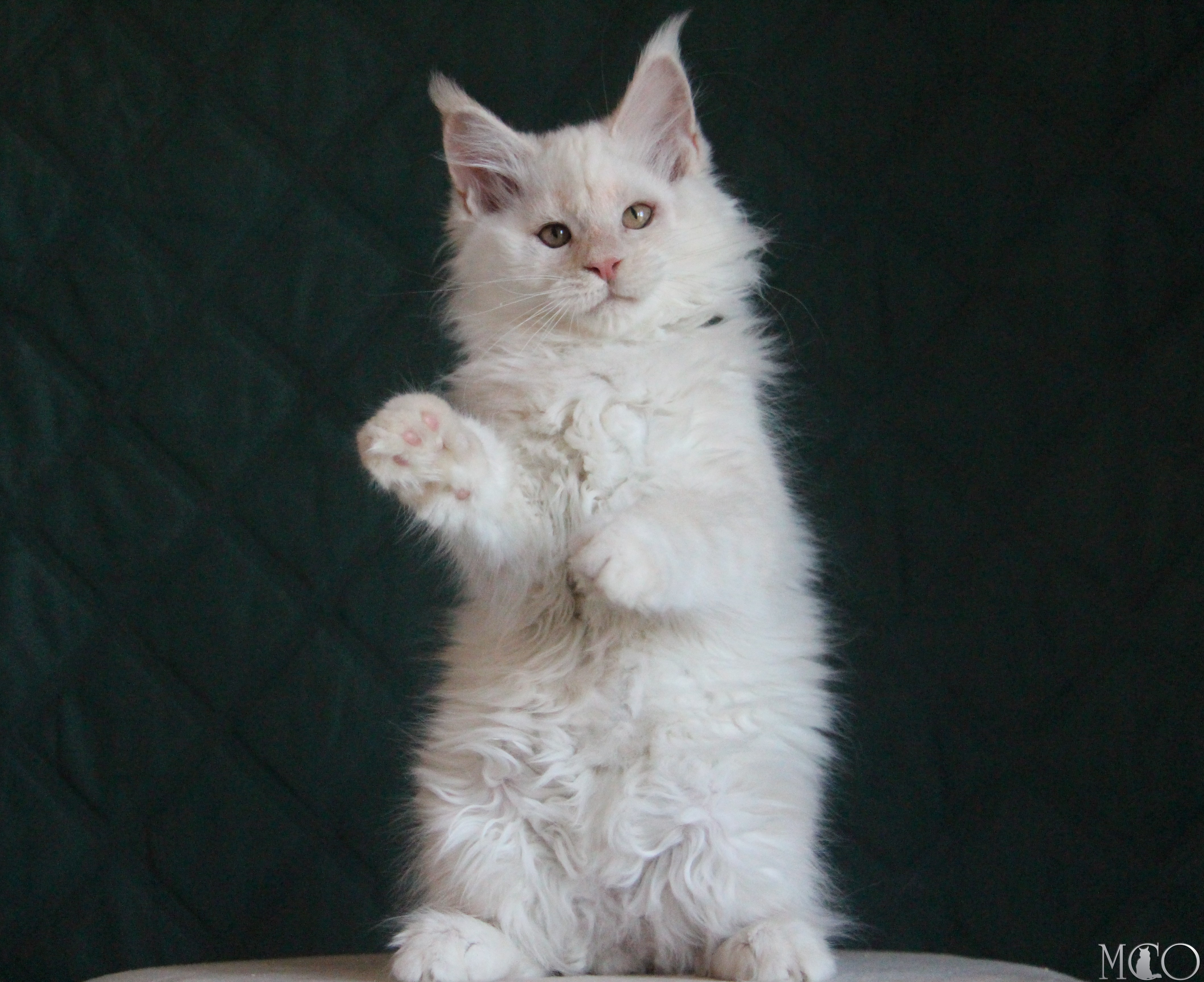 Купить котенка Мейн кун Lukum, ds 22