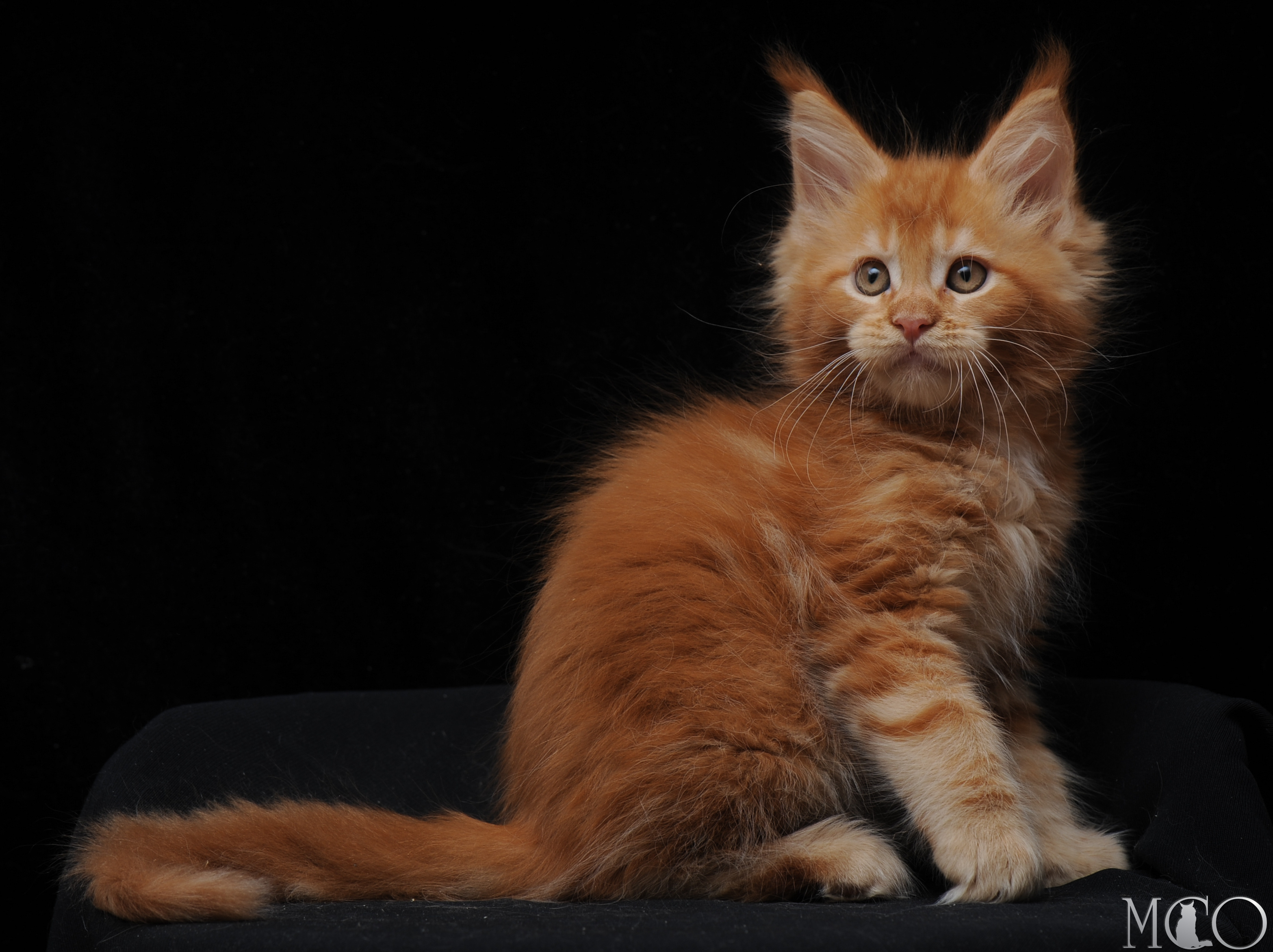 Купить котенка Мейн кун Eddy, d
