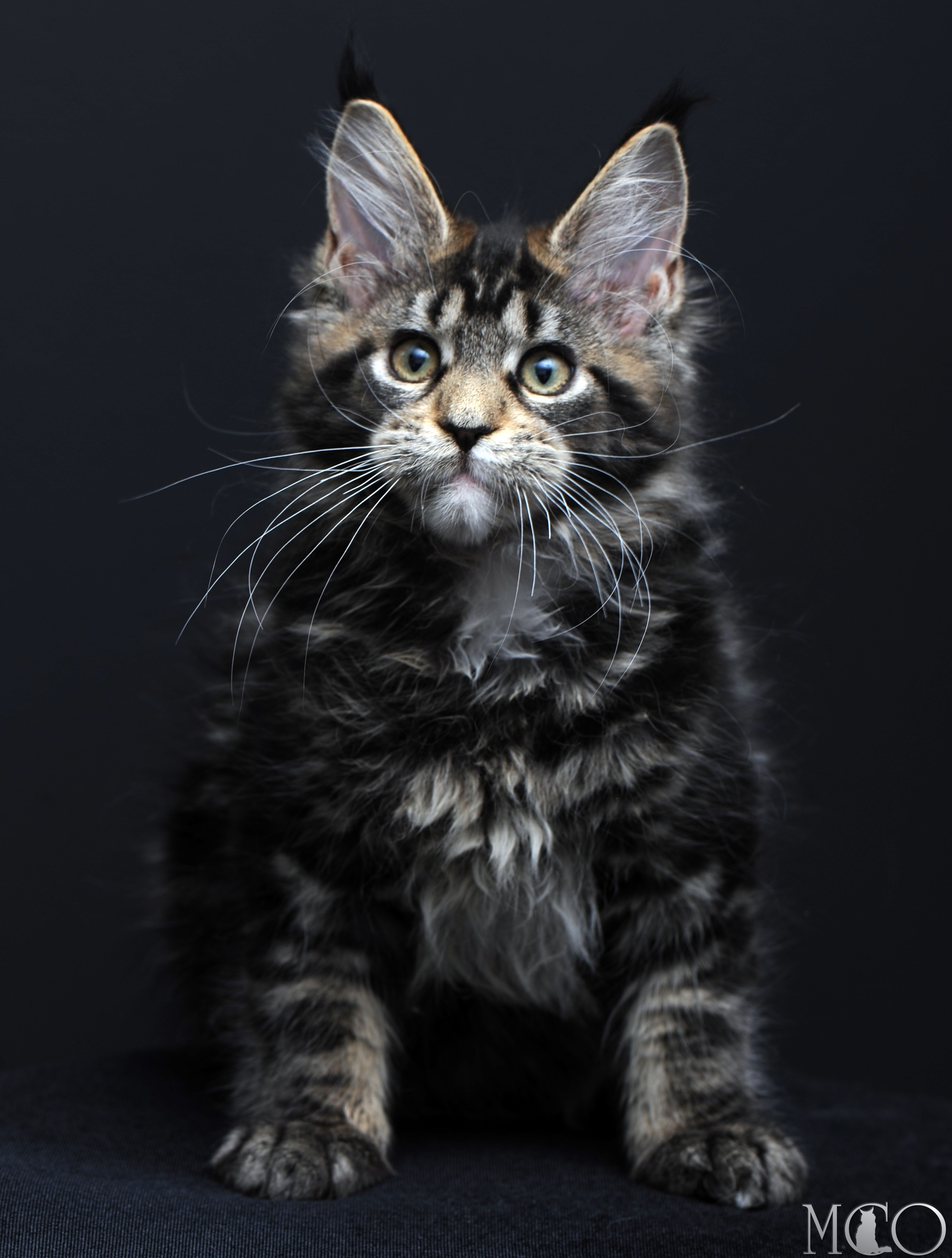 Купить котенка Мейн кун Babita, n 2209