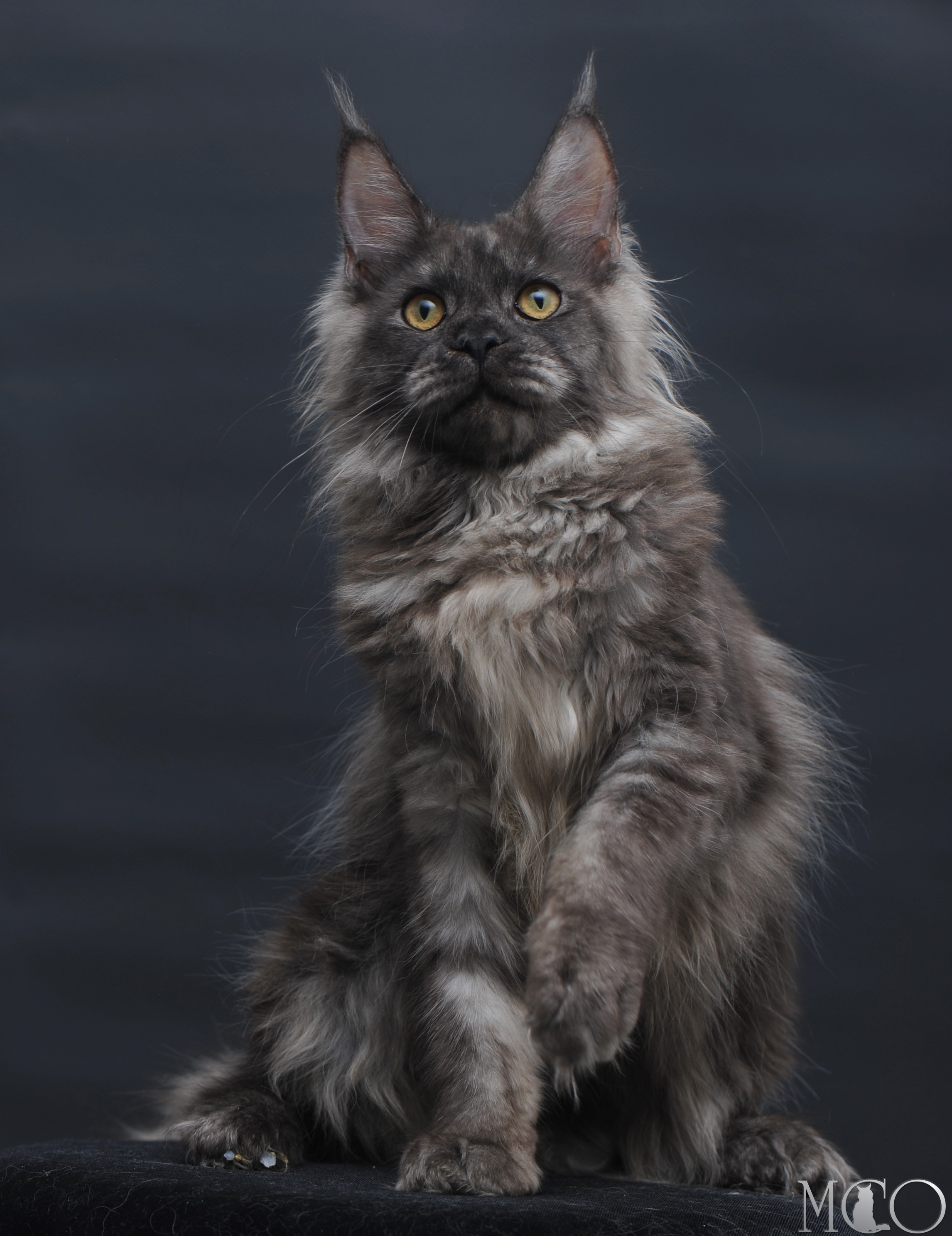 Купить котенка Мейн кун Esenia, ns