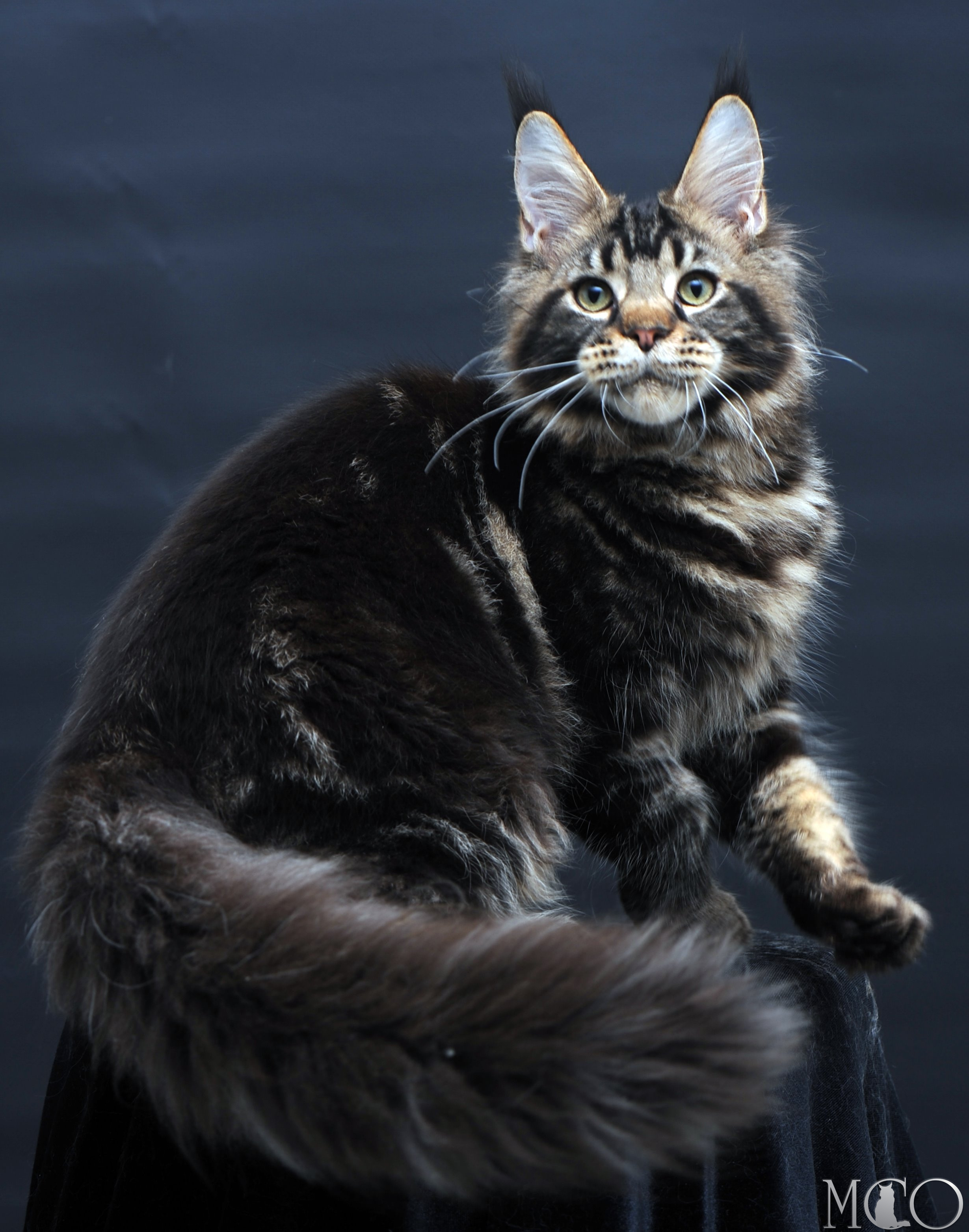 Купить котенка Мейн кун Elvis, n 22