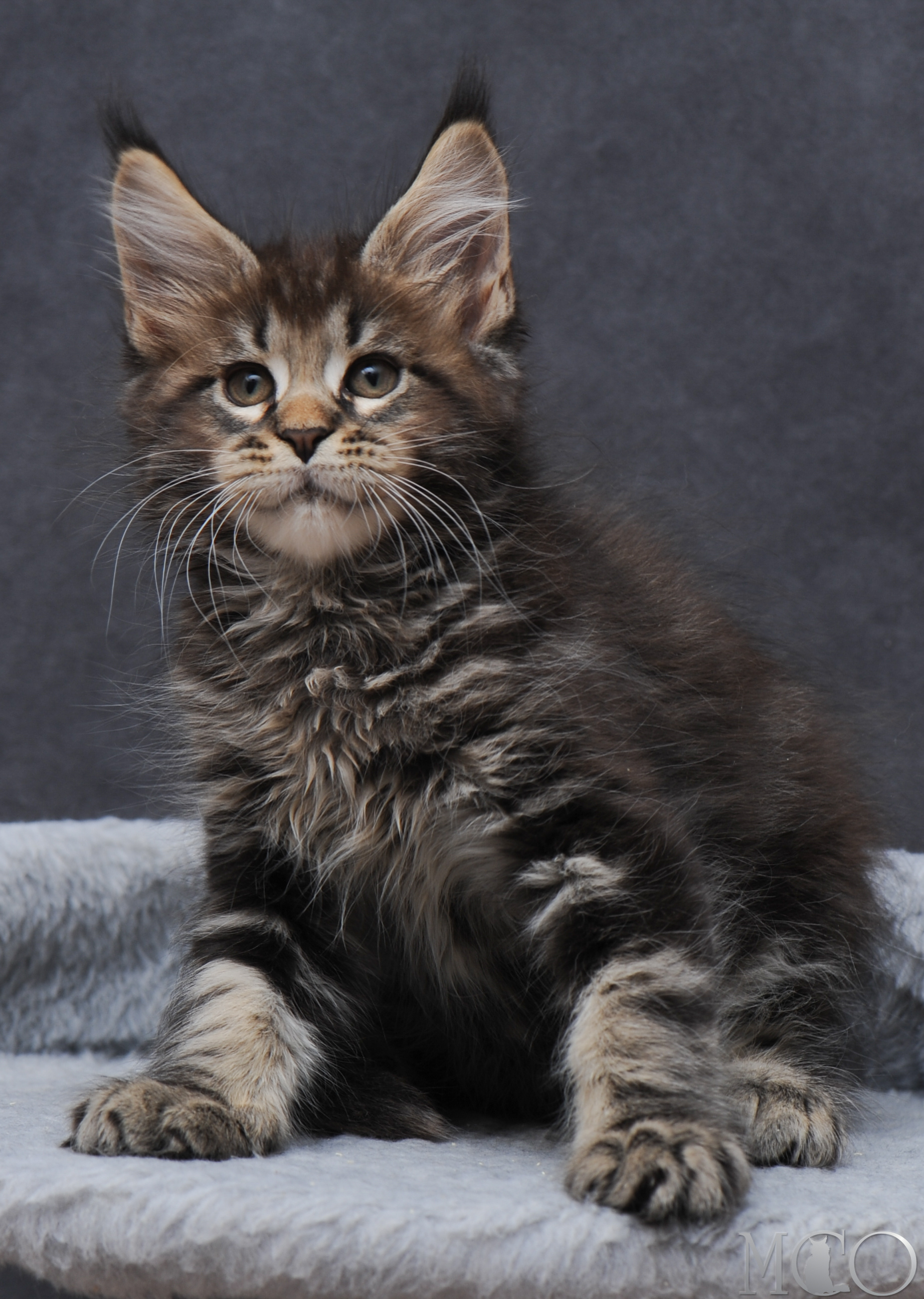 Купить котенка Мейн кун Garfy, n 22