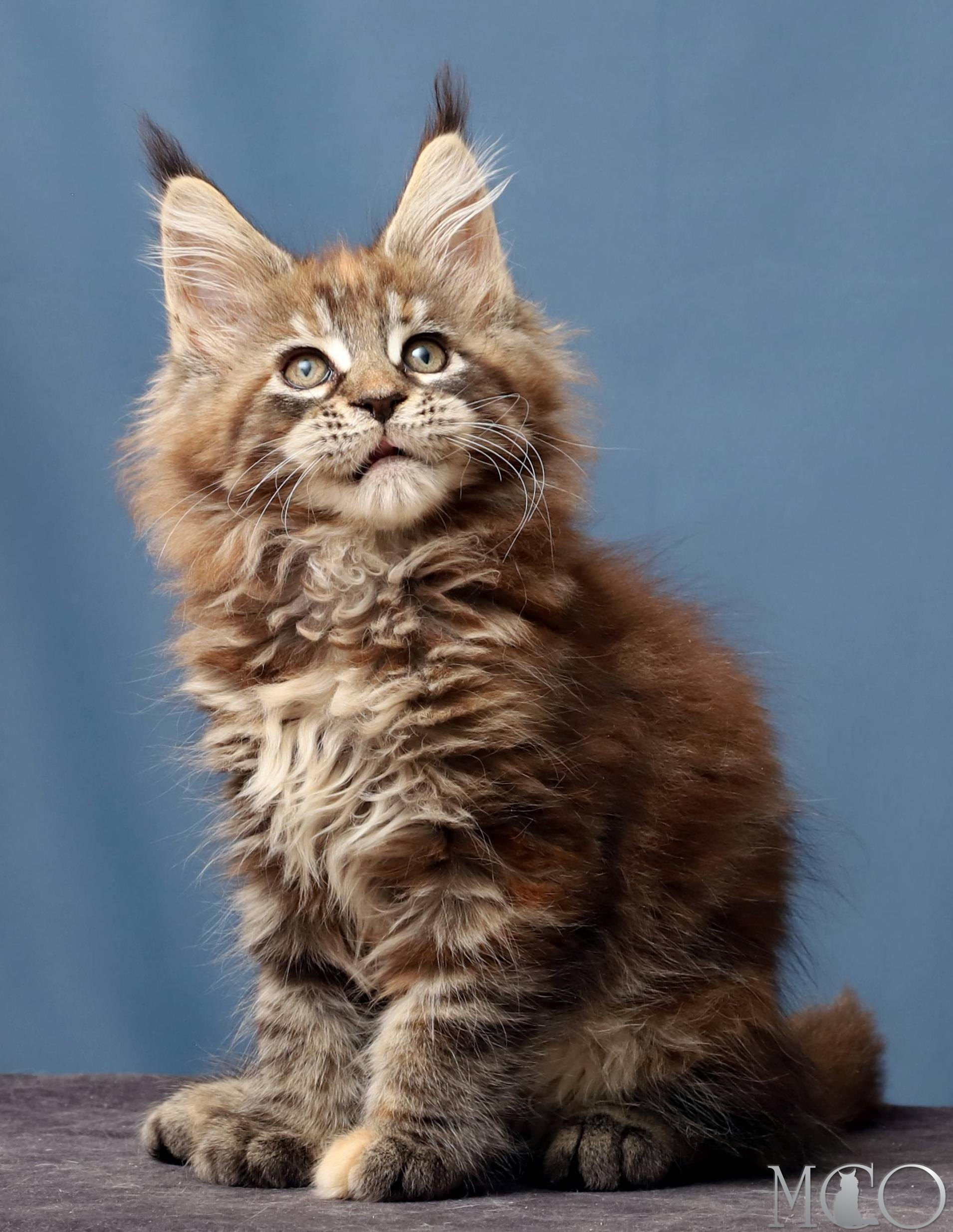 Купить котенка Мейн кун Hanna, f 22