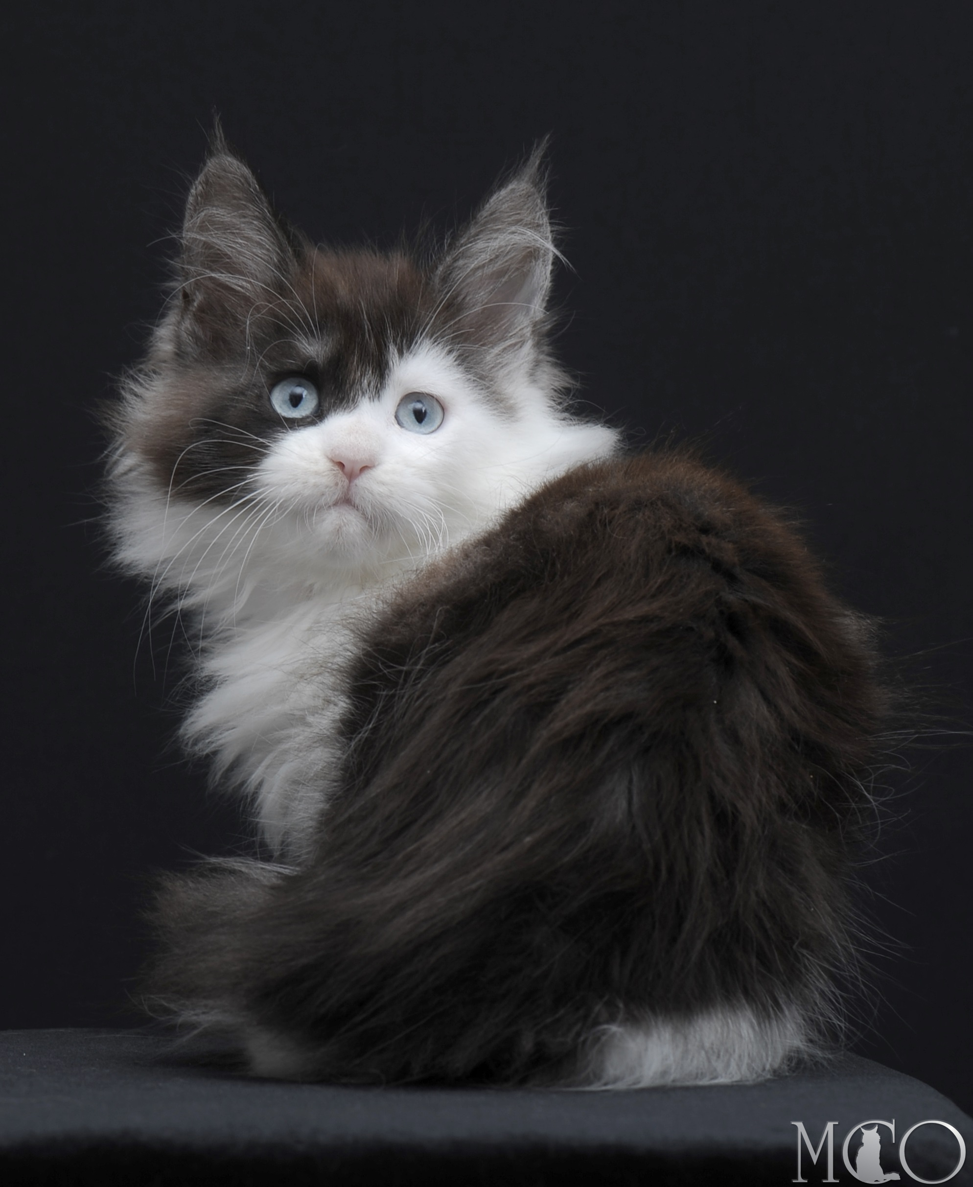 Купить котенка Мейн кун Wonder, ns 03 w61