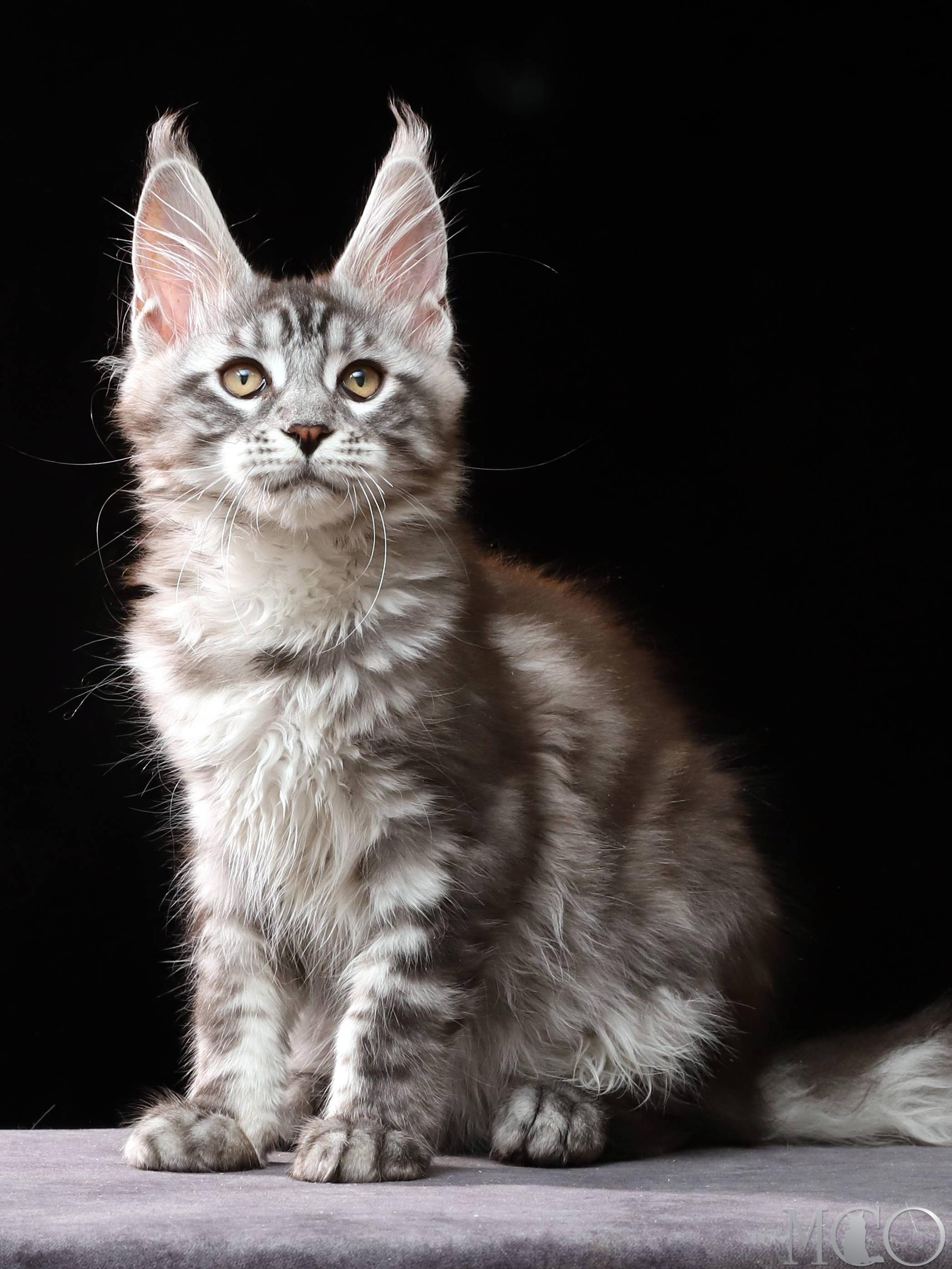 Купить котенка Мейн кун Cameron, ns 22