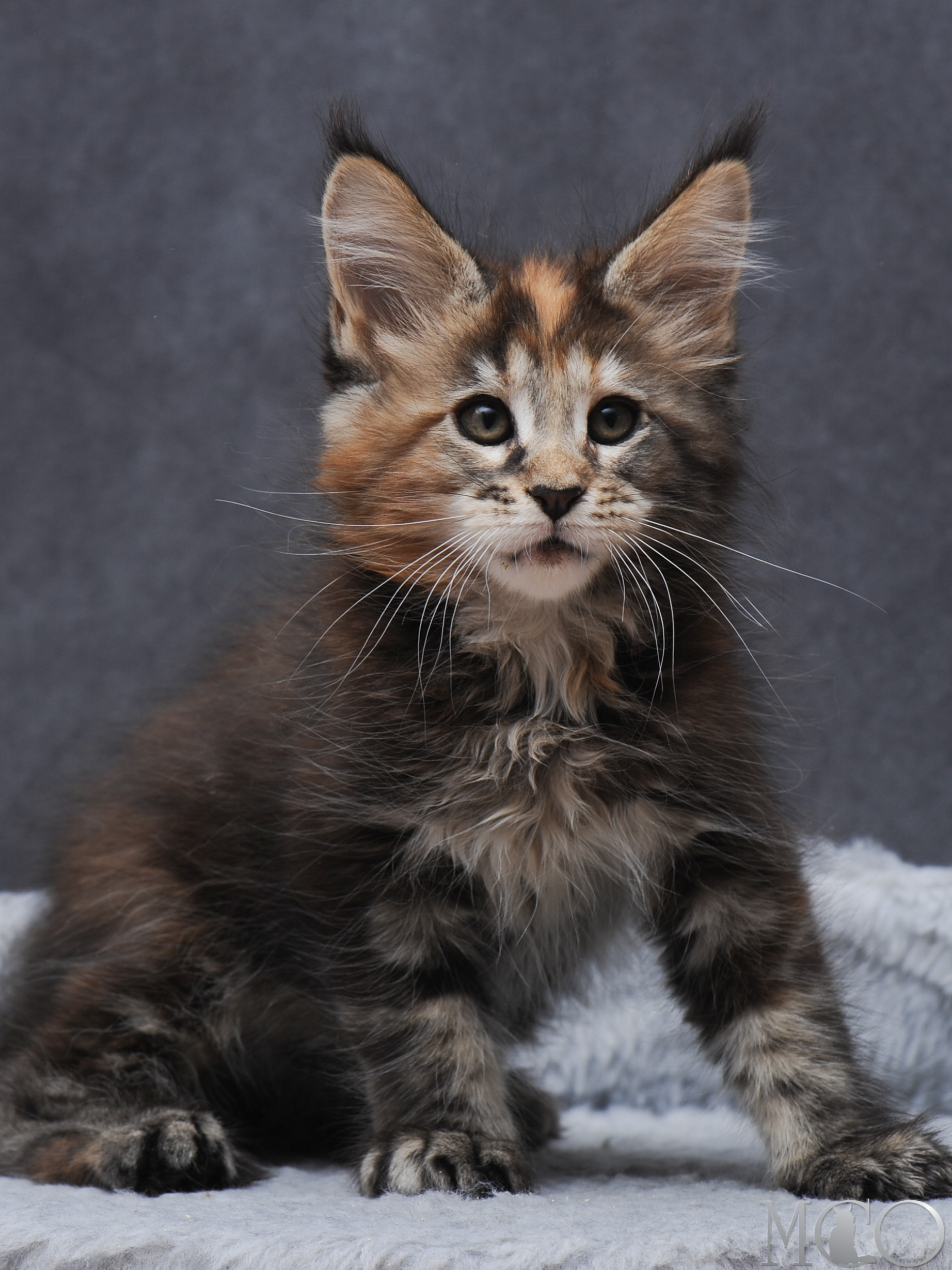Купить котенка Мейн кун Gretta, f 22