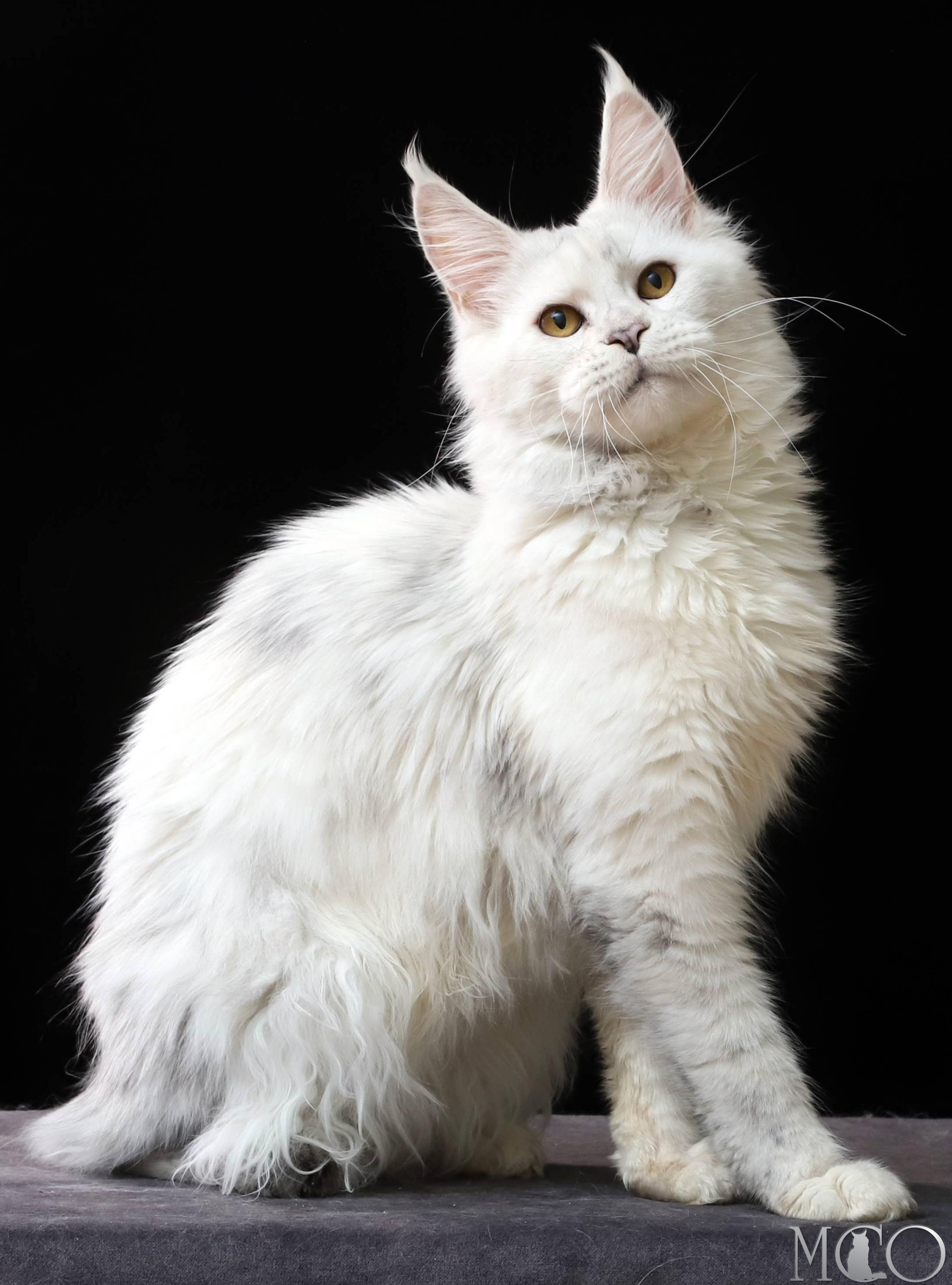 Купить котенка Мейн кун Mira, gs 11