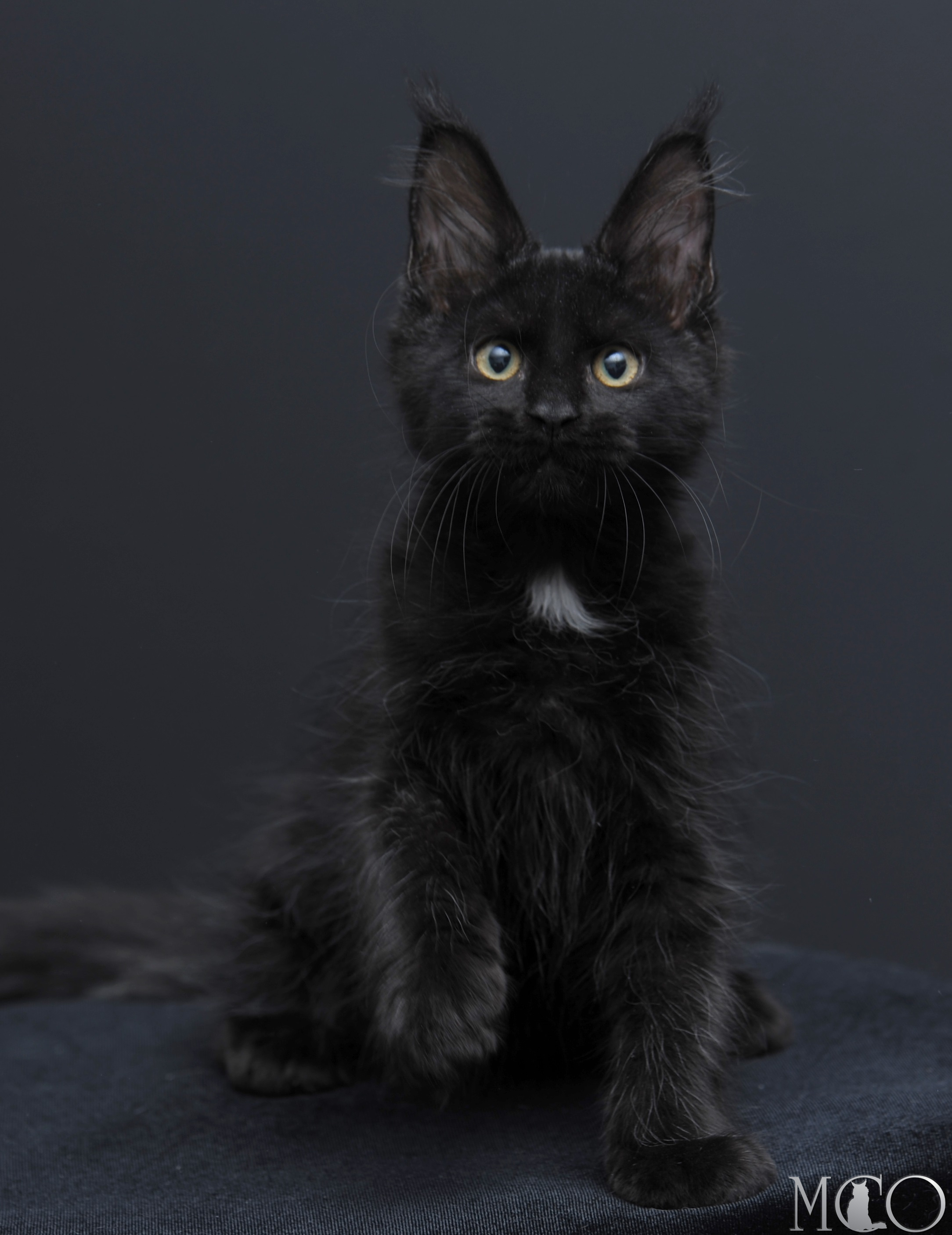 Купить котенка Мейн кун Bella	, n 09