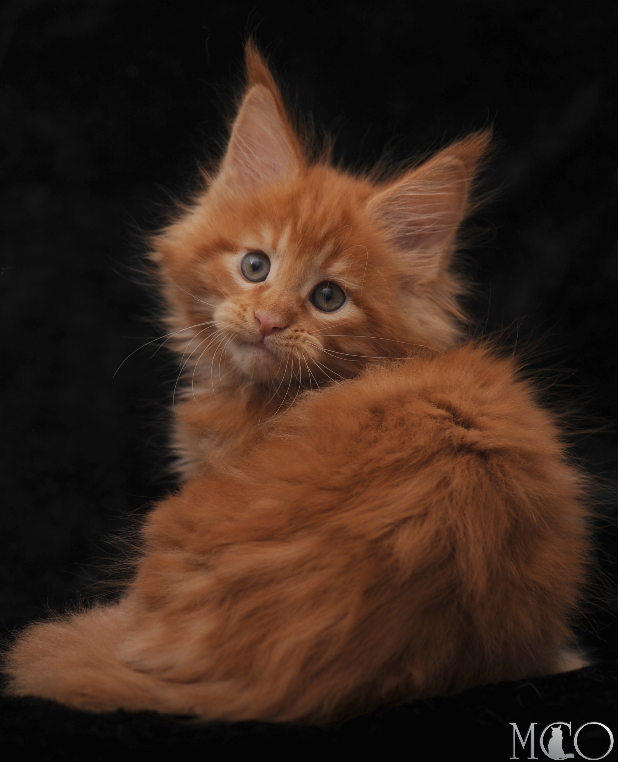 Купить котенка Мейн кун Stafy, d красный солид 
