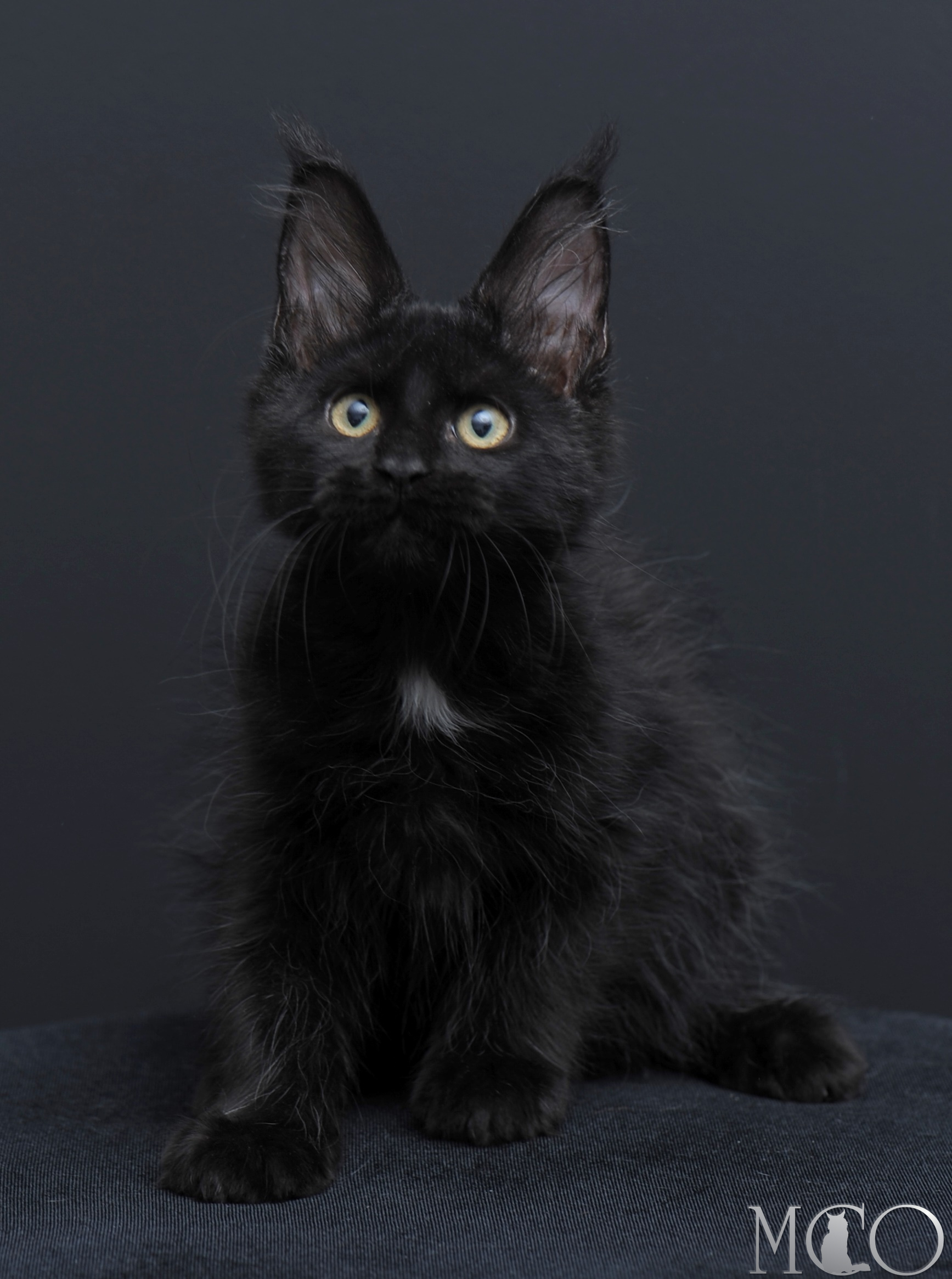 Купить котенка Мейн кун Bella	, n 09