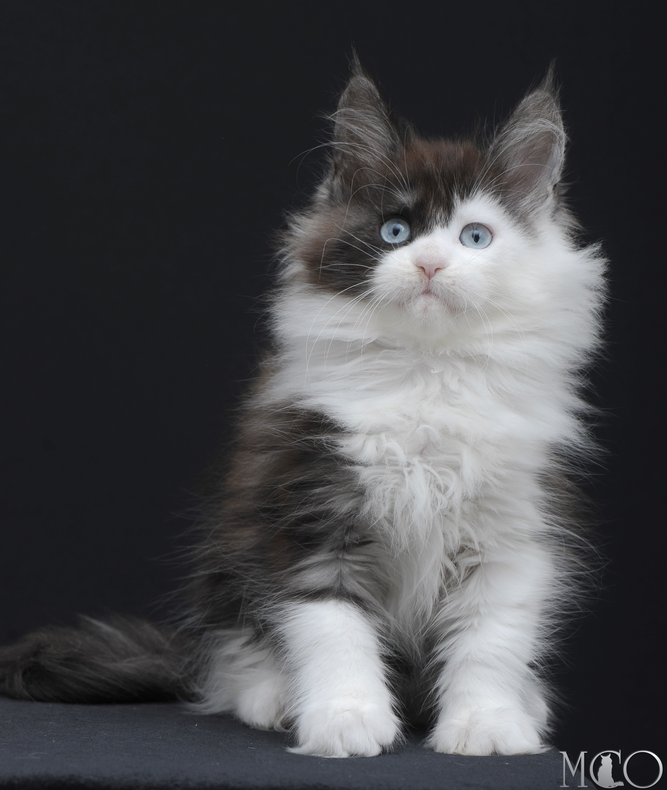 Купить котенка Мейн кун Wonder, ns 03 w61