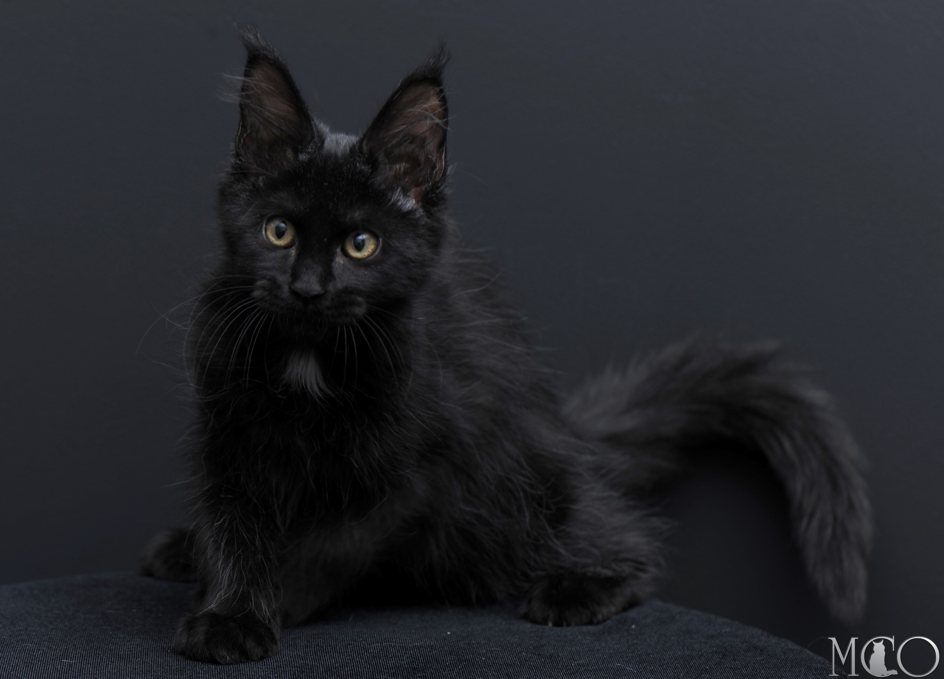 Купить котенка Мейн кун Bella	, n 09
