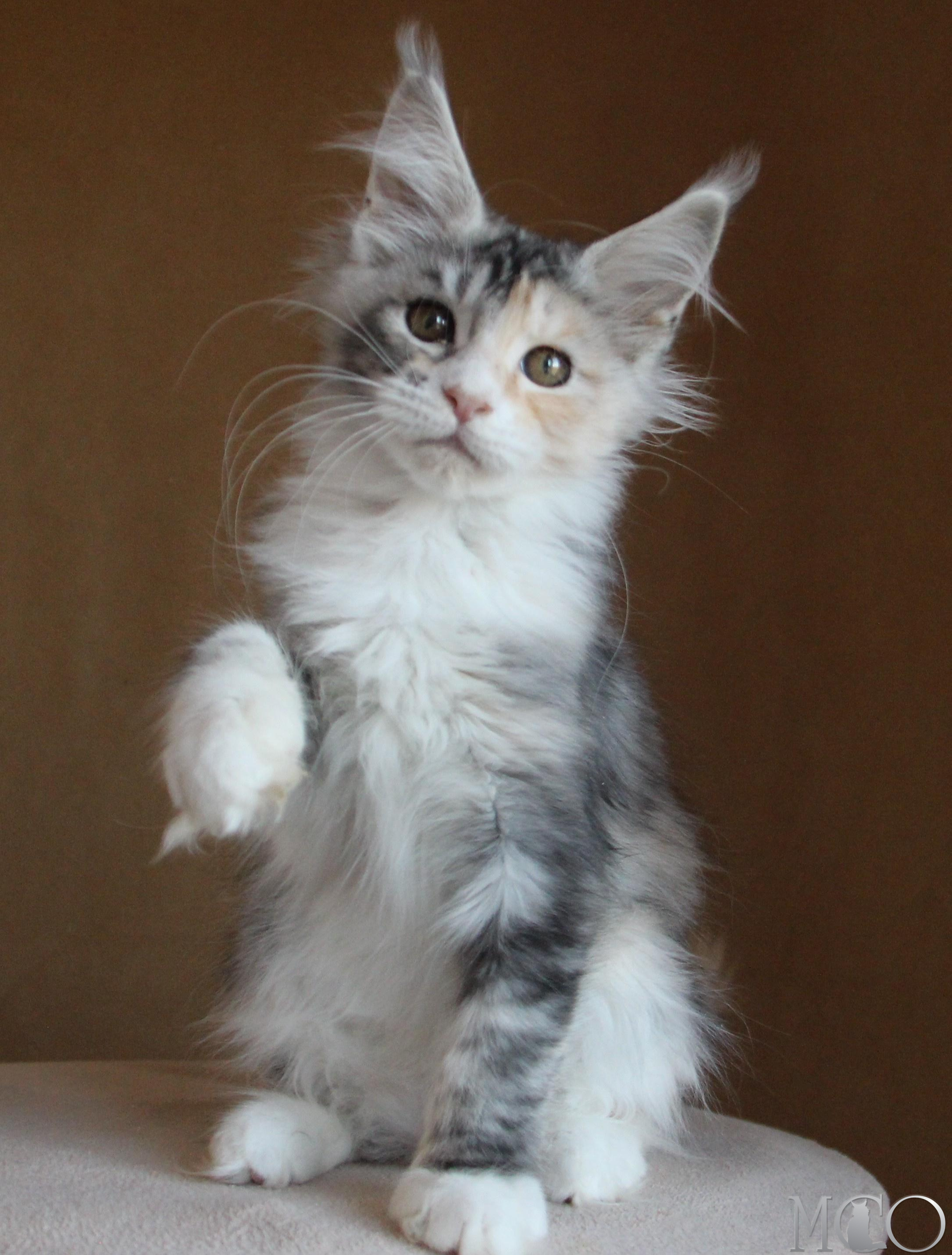 Купить котенка Мейн кун Coquette, fs 22 09
