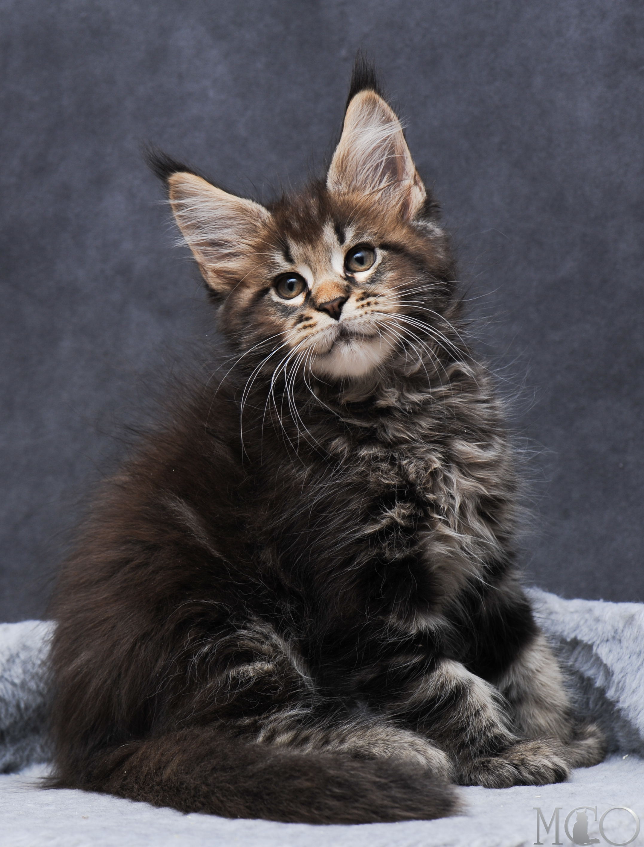 Купить котенка Мейн кун Garfy, n 22