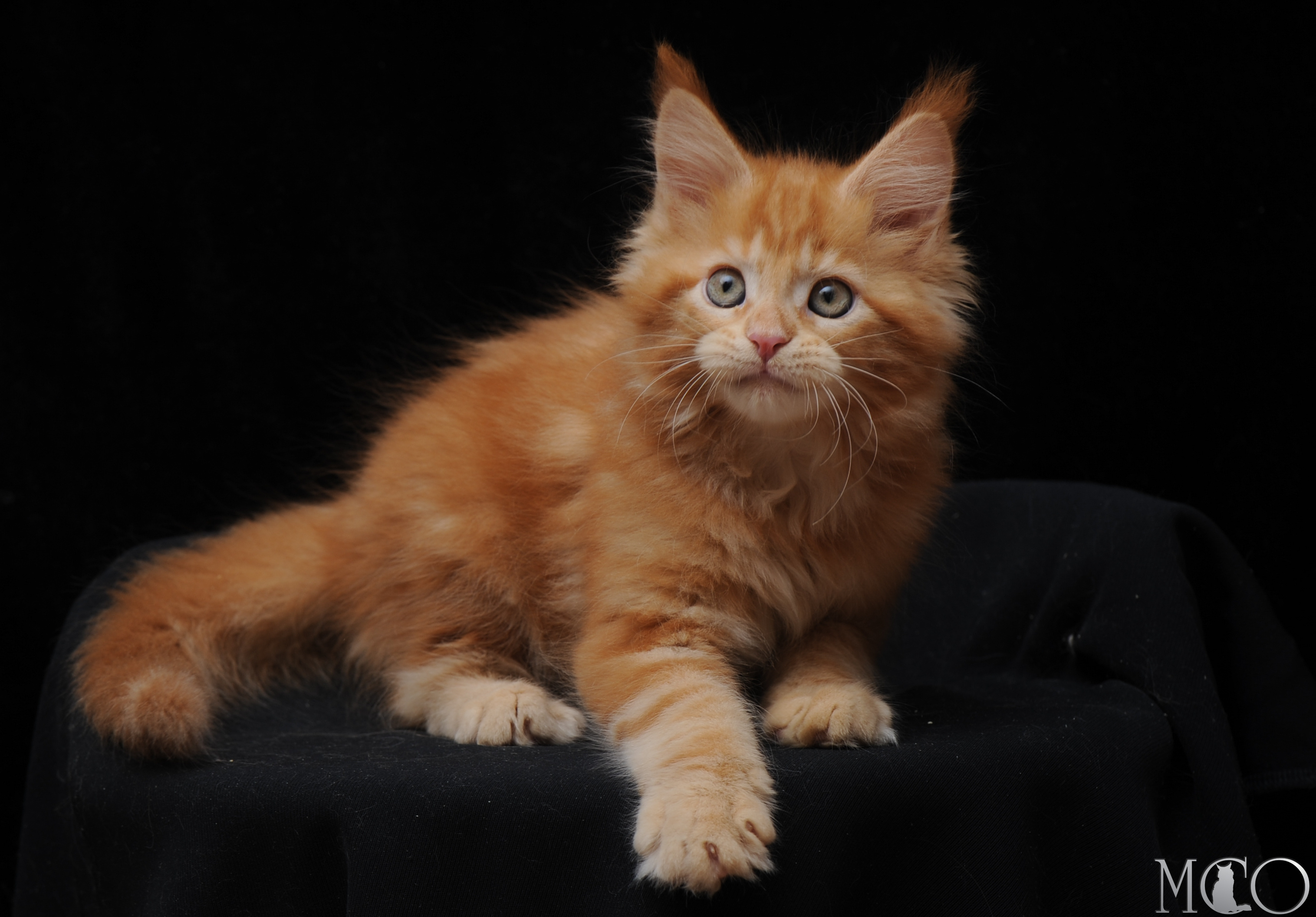 Купить котенка Мейн кун Darsy, d