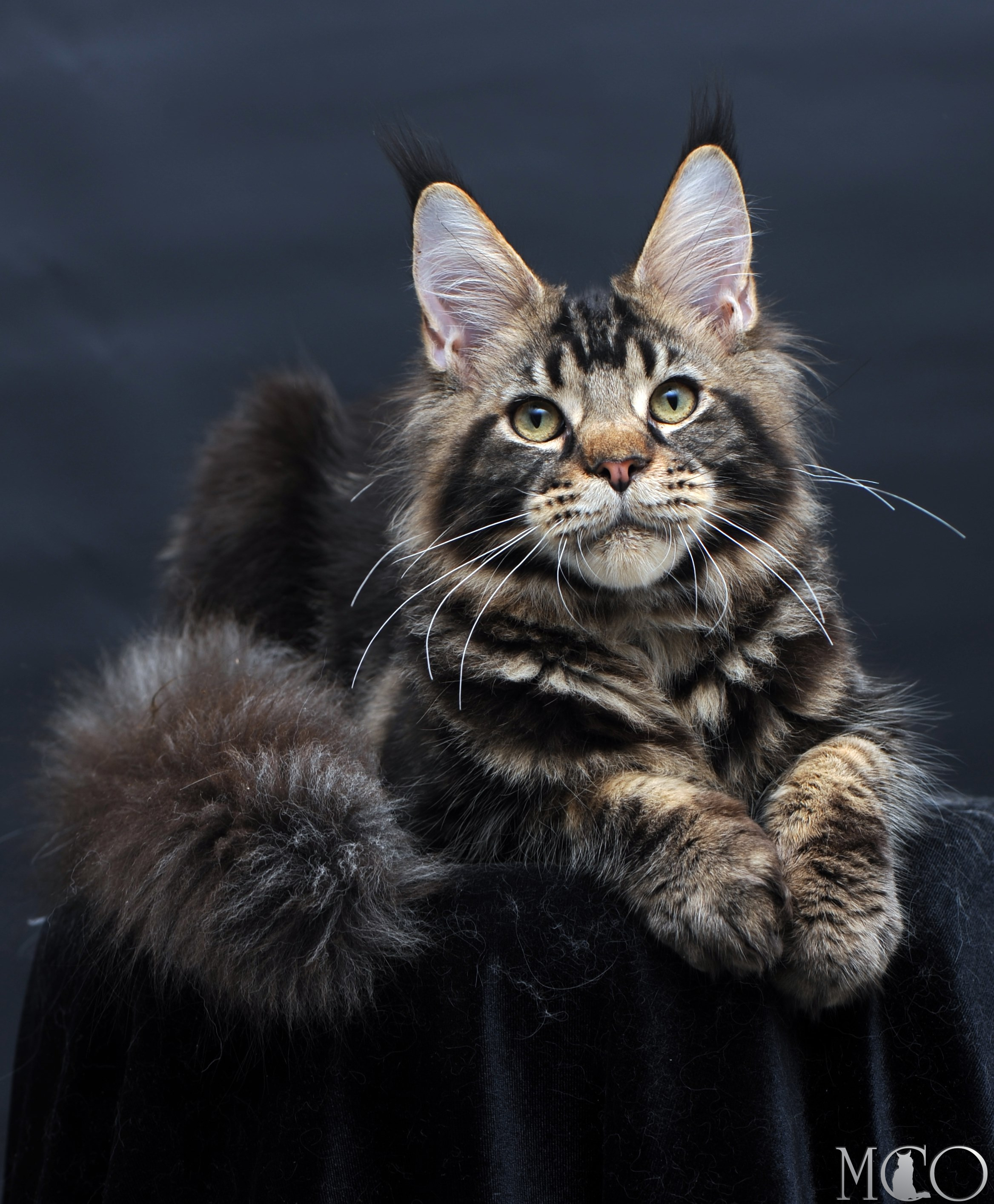 Купить котенка Мейн кун Elvis, n 22