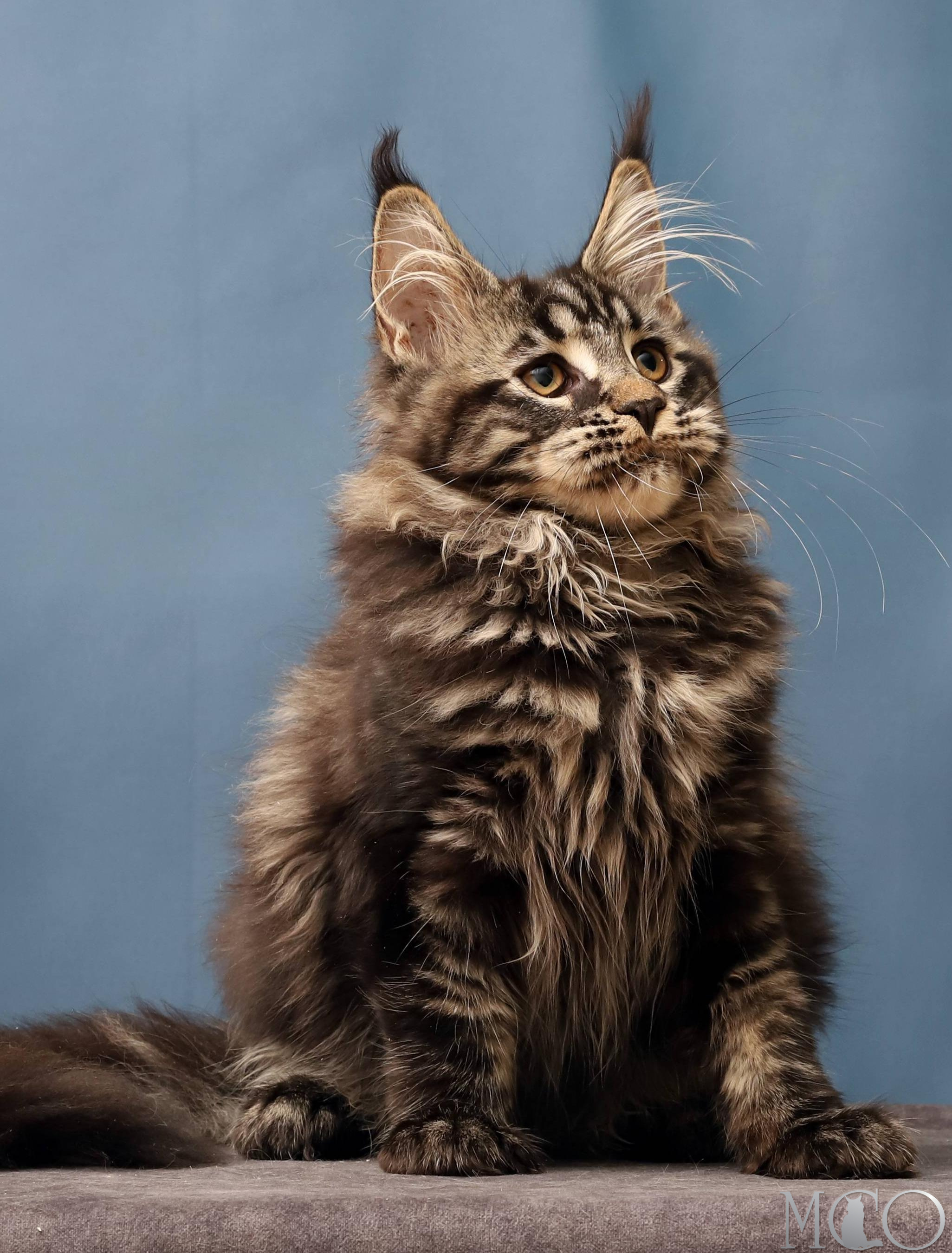 Купить котенка Мейн кун Chara, n 22