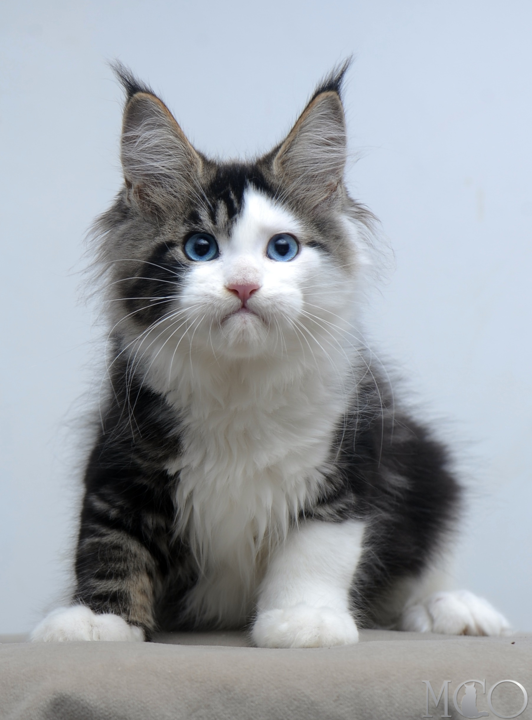 Купить котенка Мейн кун Vanessa (Голубоглазая), n2203