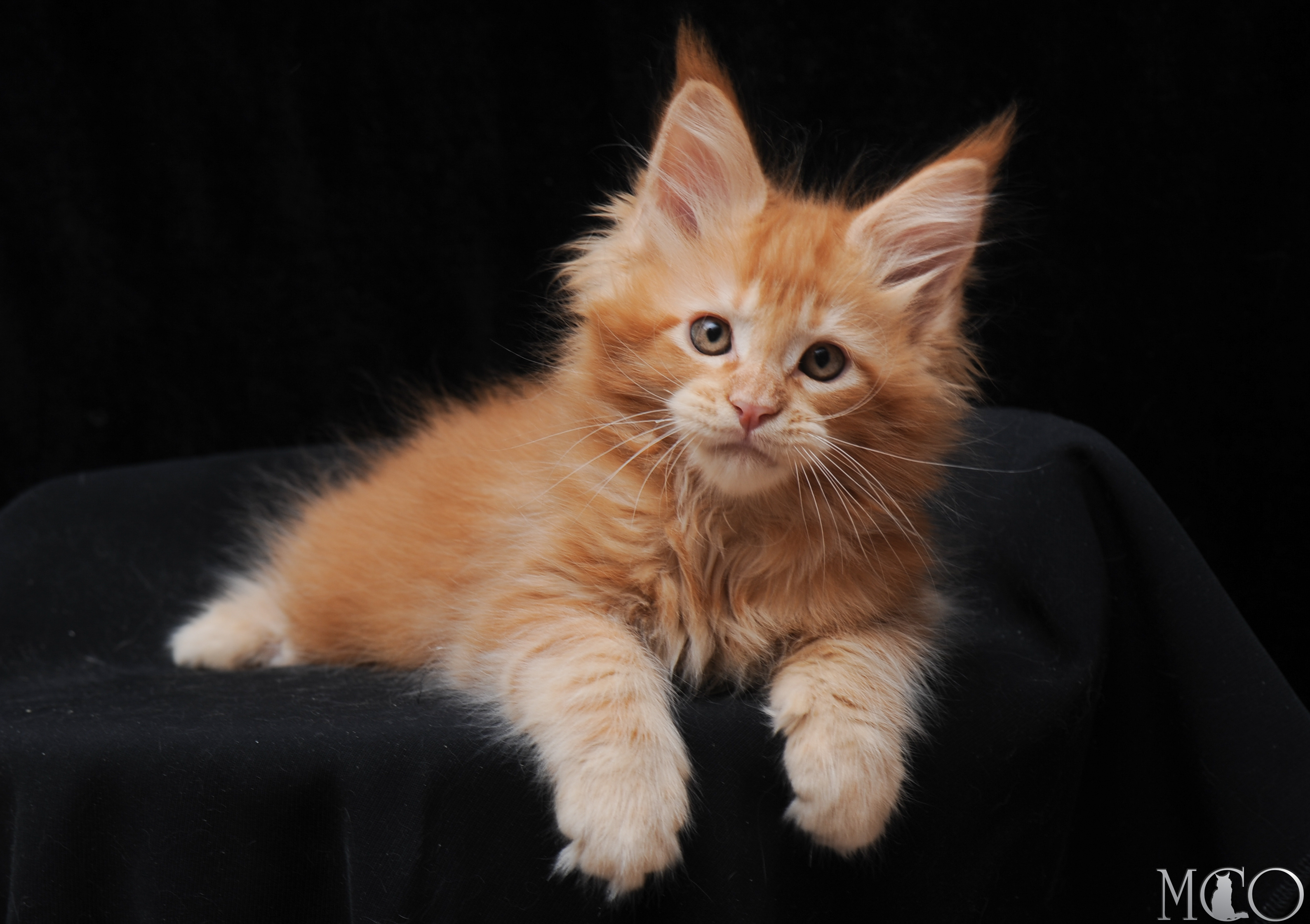 Купить котенка Мейн кун Elton, d