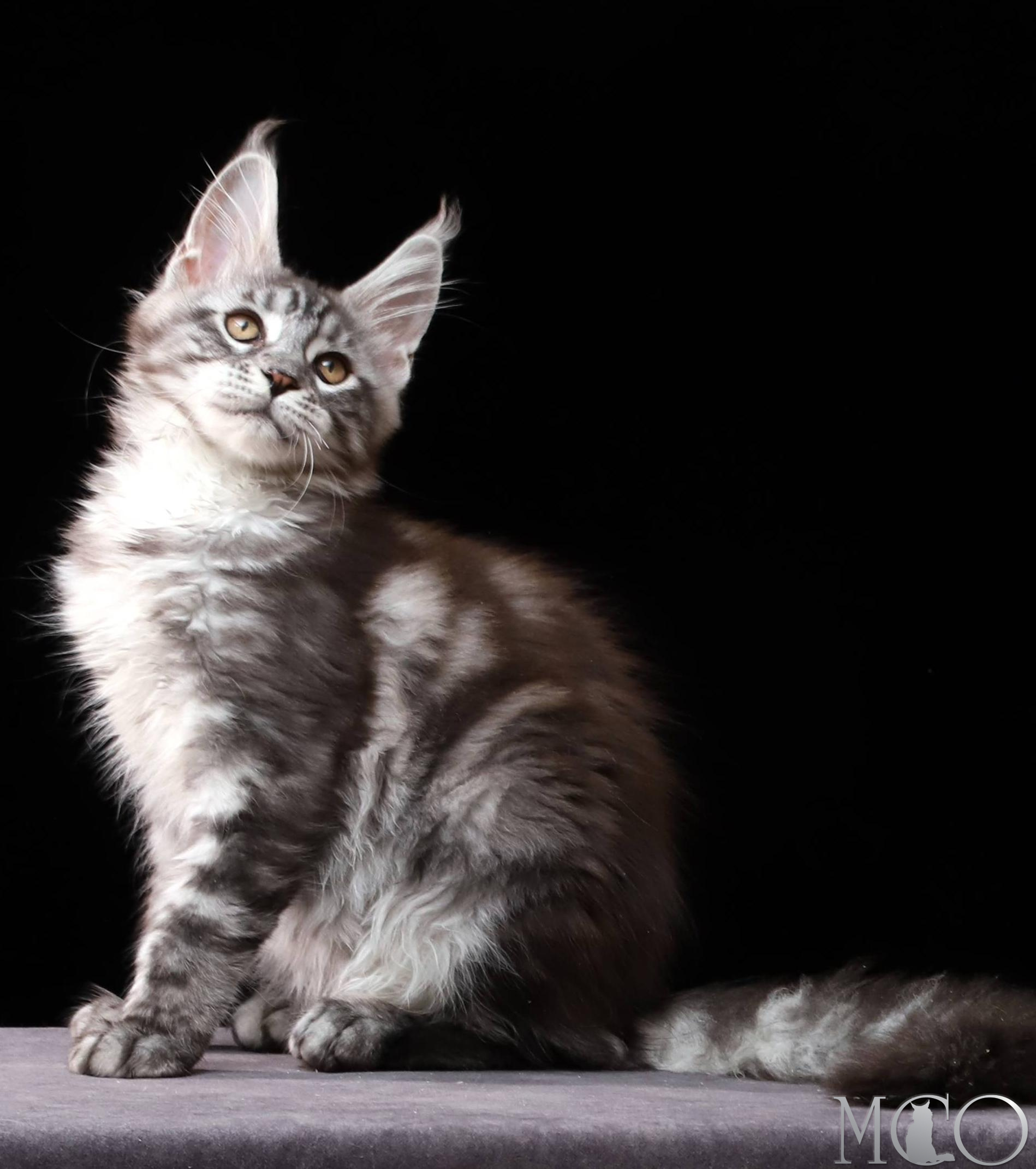 Купить котенка Мейн кун Cameron, ns 22