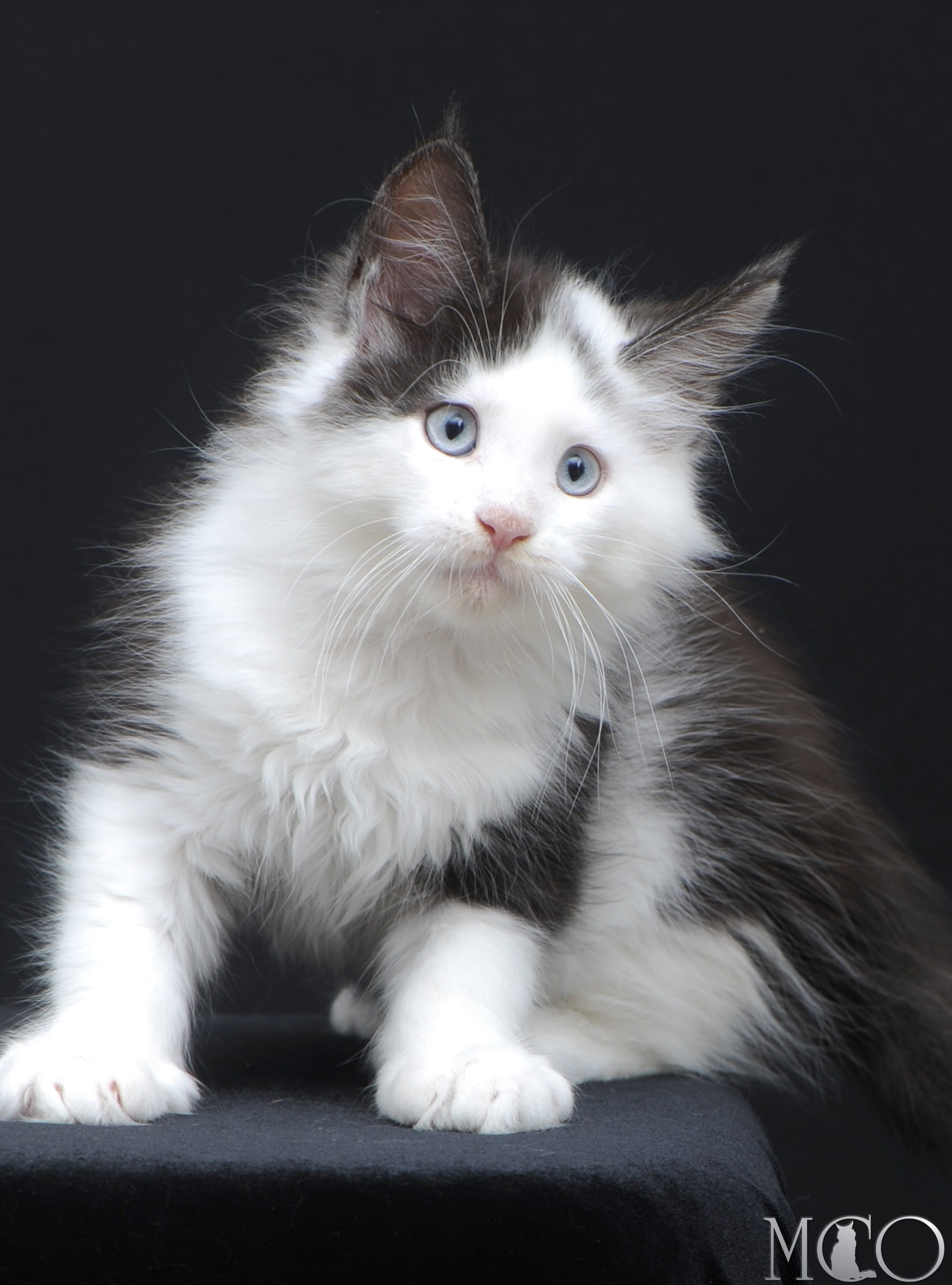 Купить котенка Мейн кун Wesley, ns 03 w61