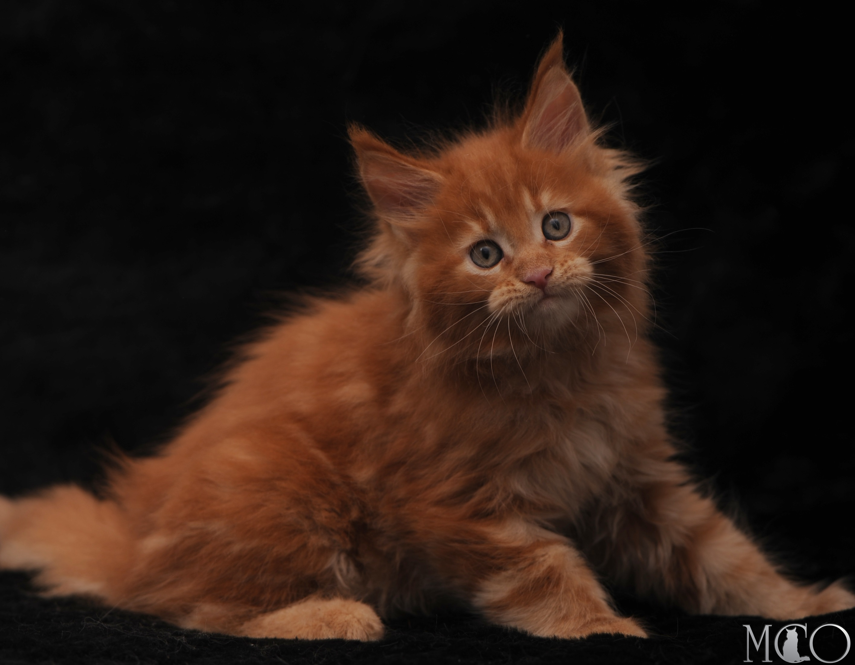 Купить котенка Мейн кун Sem, d красный солид 
