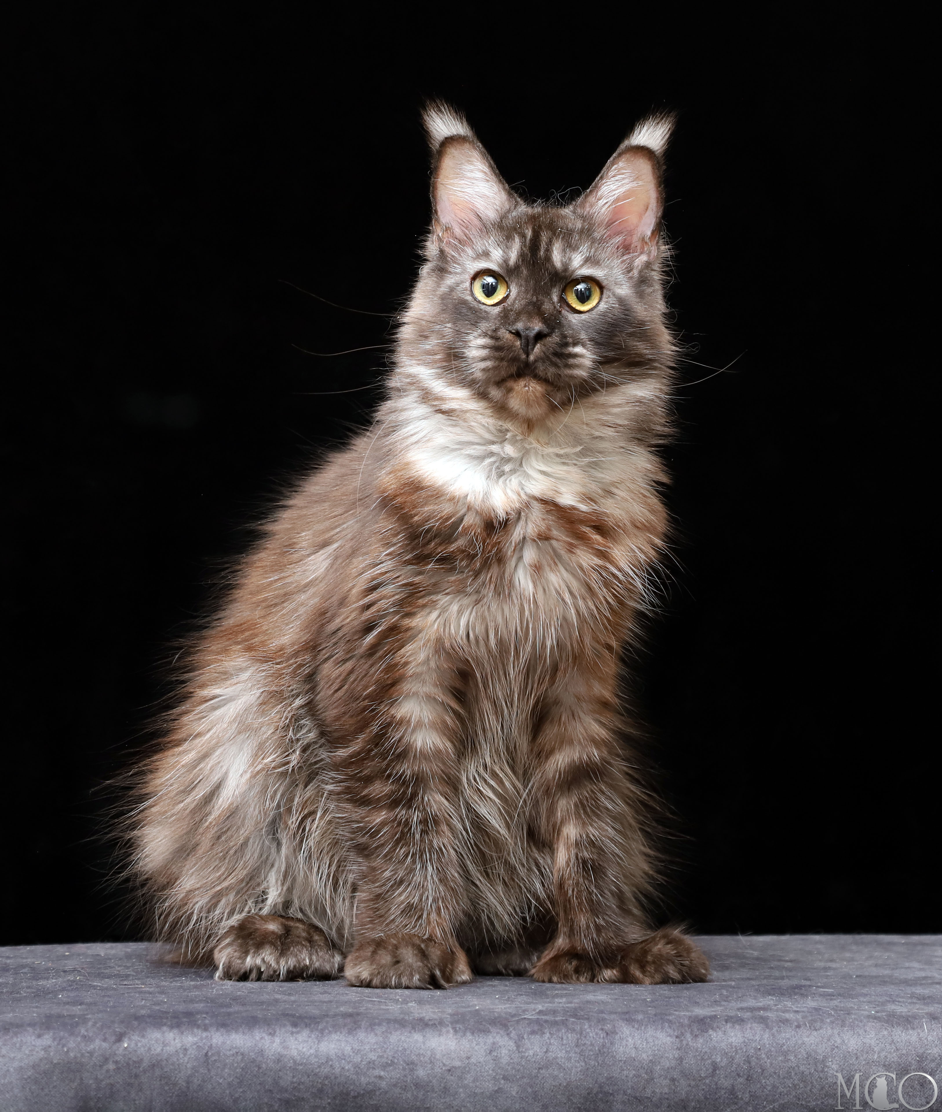 Xylema (polydactyl) ns 