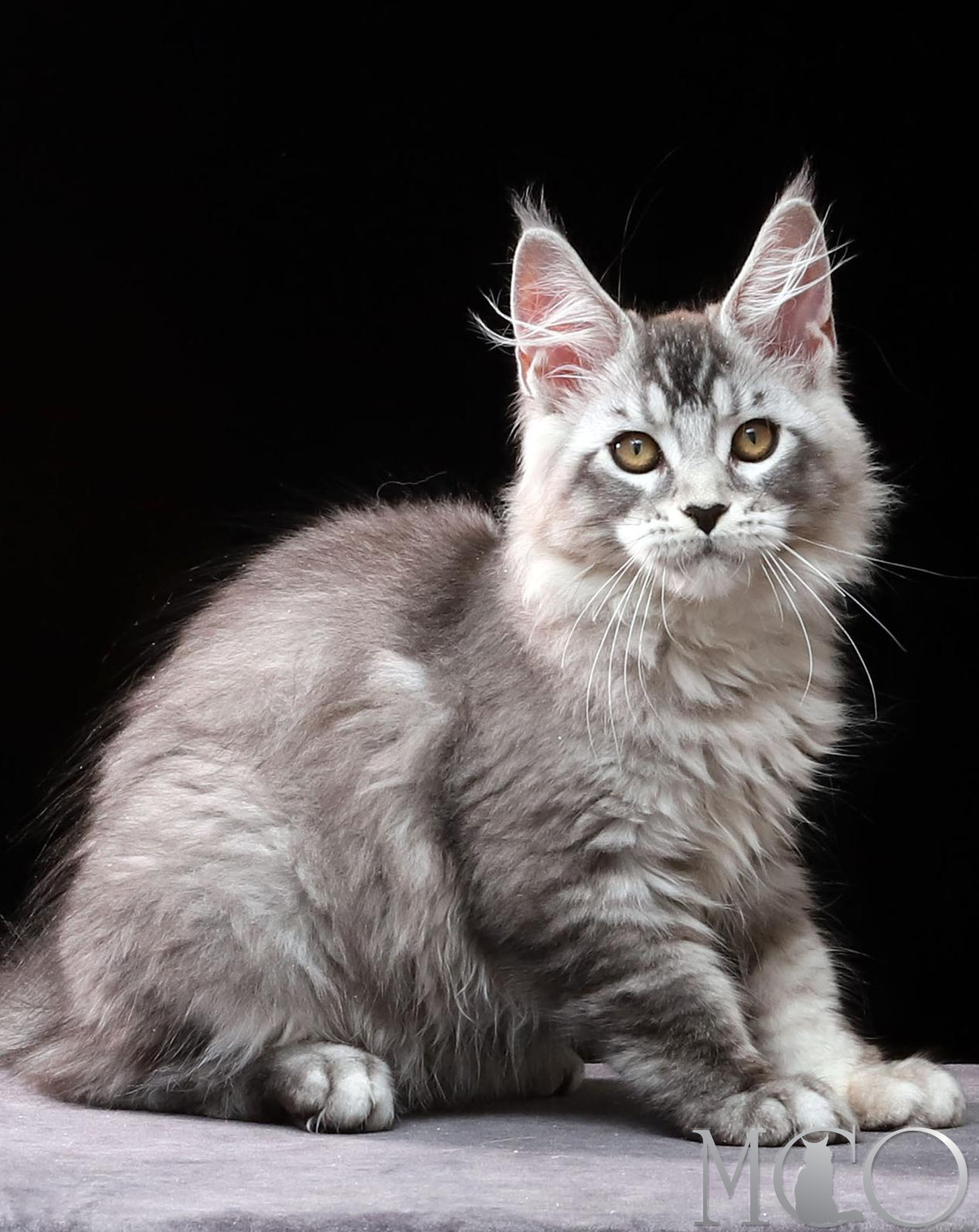 Купить котенка Мейн кун Delicious, ns 25