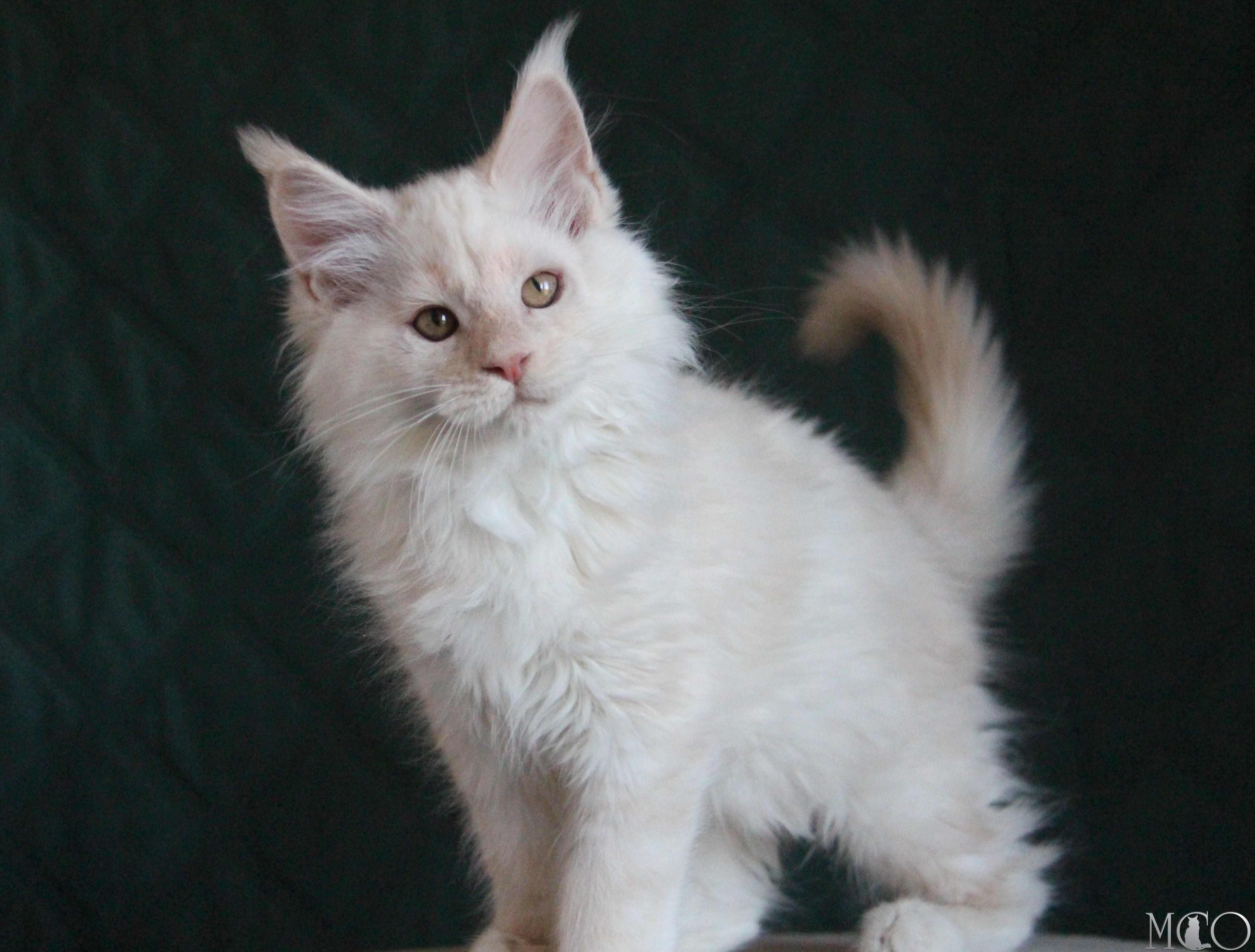 Купить котенка Мейн кун Lukum, ds 22