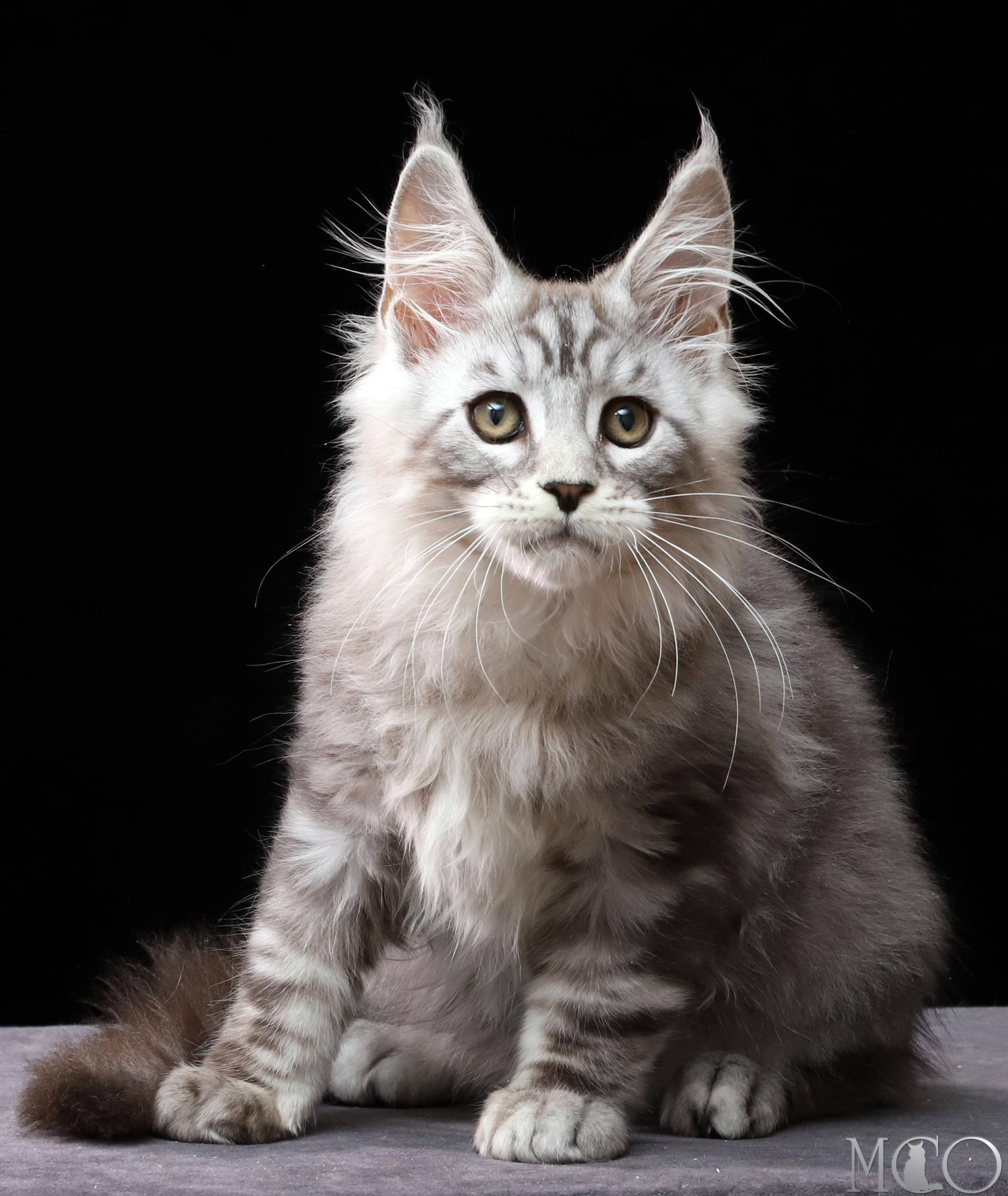 Купить котенка Мейн кун Darwin, ns 22