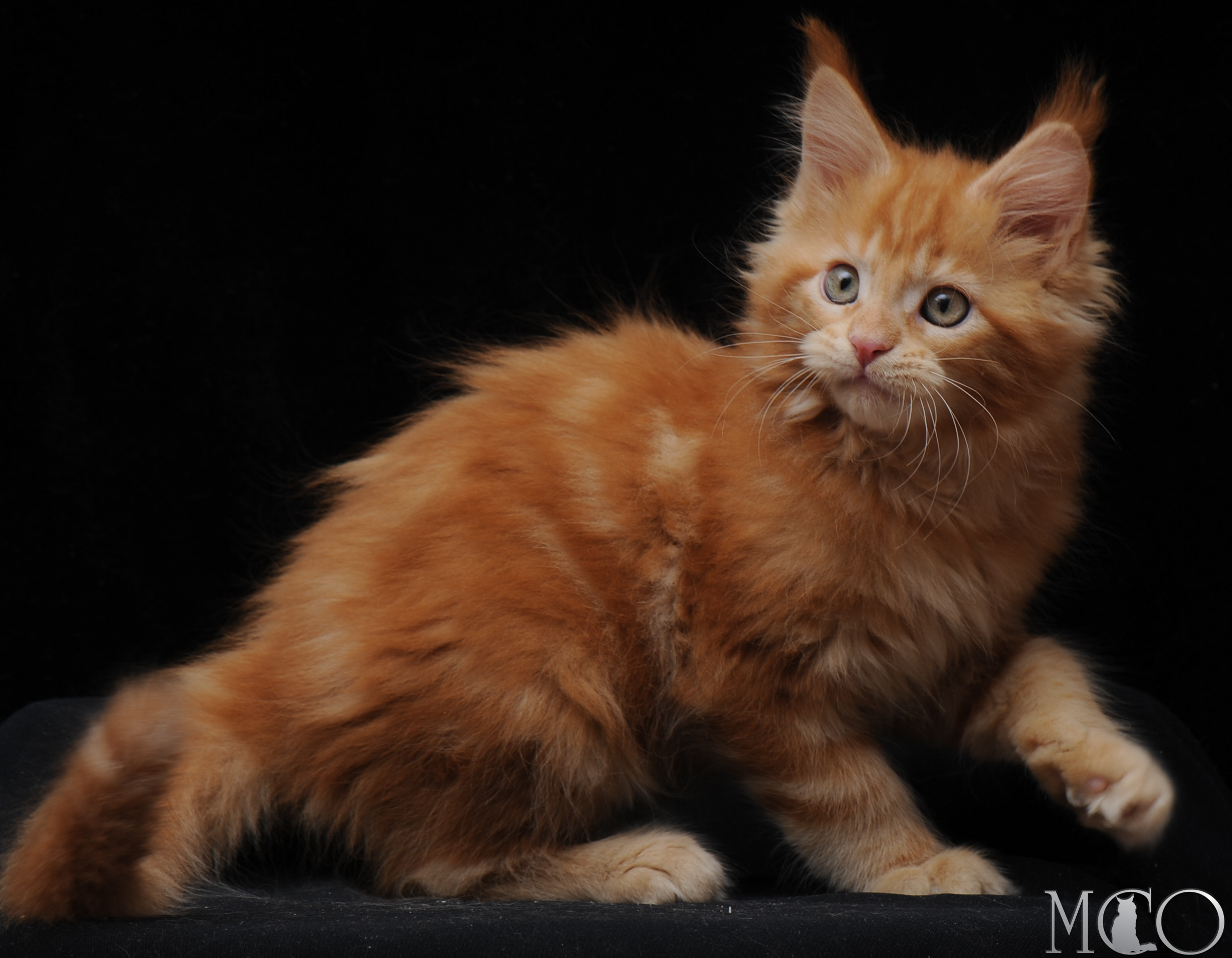 Купить котенка Мейн кун Darsy, d