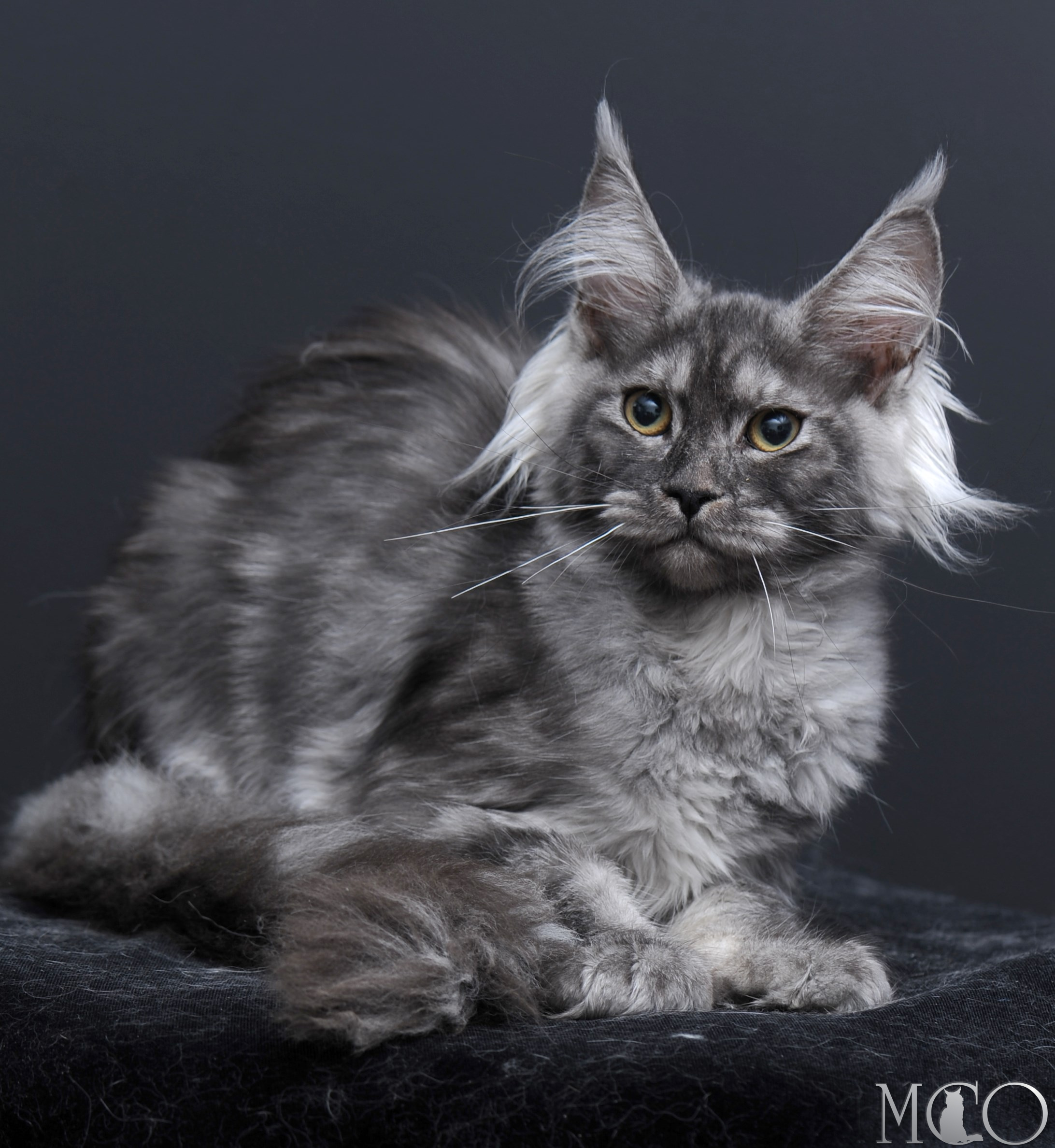 Купить котенка Мейн кун Sabrina, ns