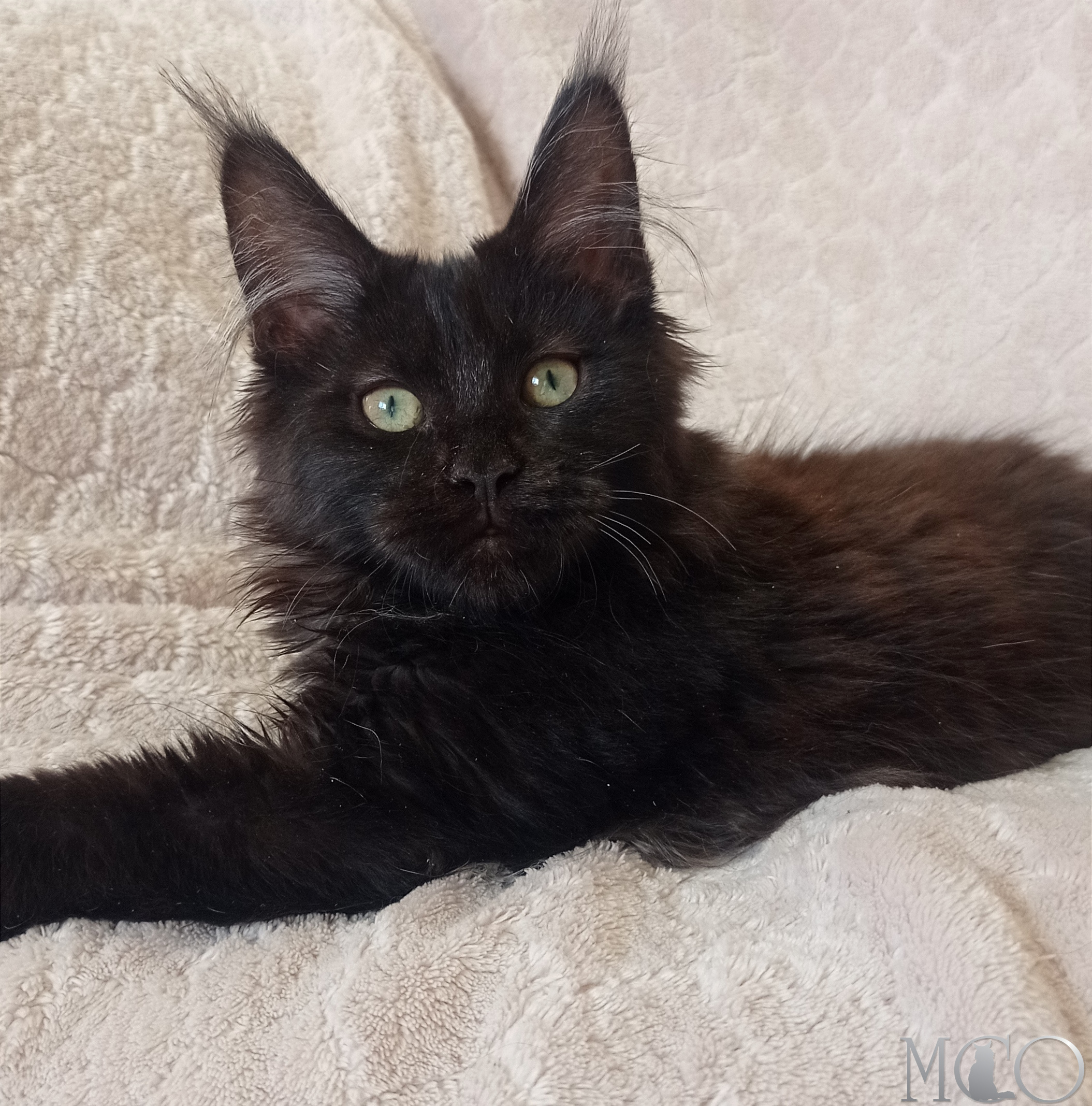 Купить котенка Мейн кун Bagira , n