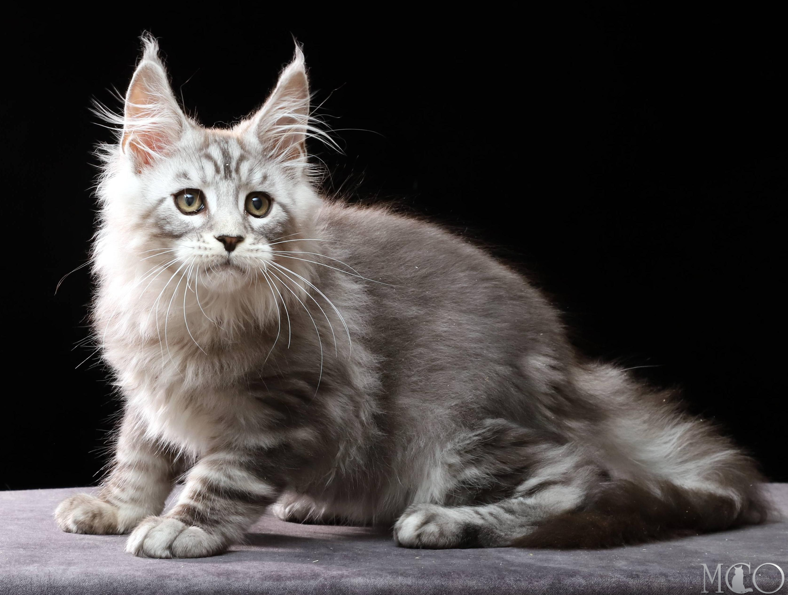 Купить котенка Мейн кун Darwin, ns 22