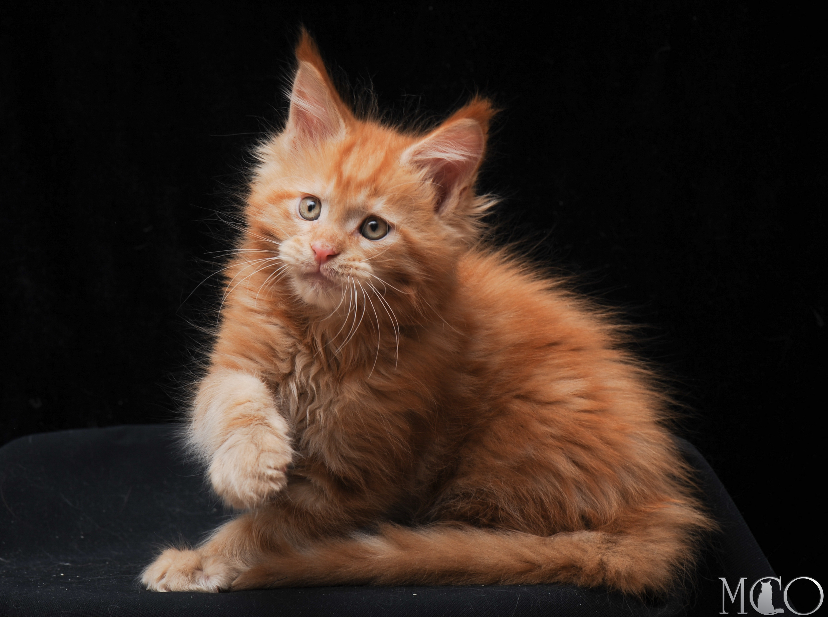 Купить котенка Мейн кун Hariton, d