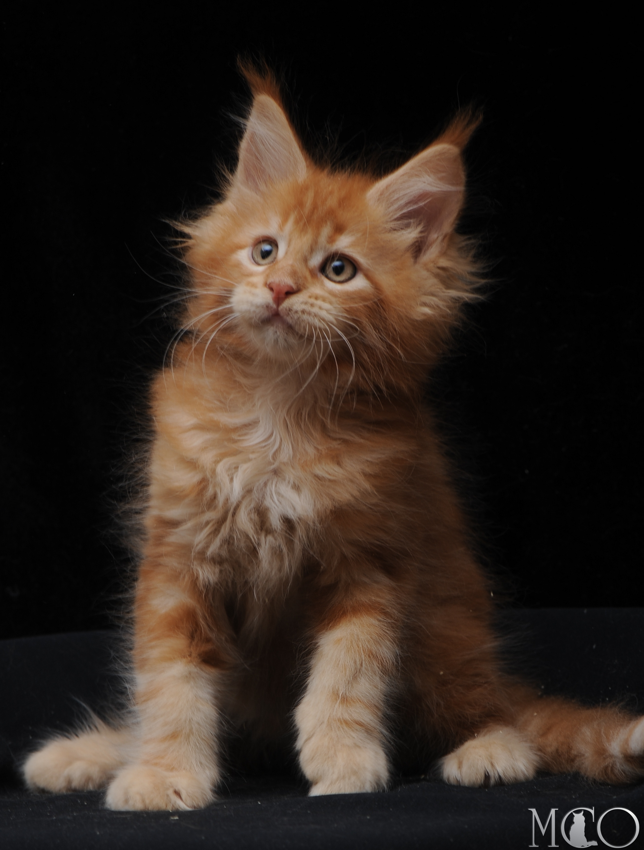 Купить котенка Мейн кун Elisey, d