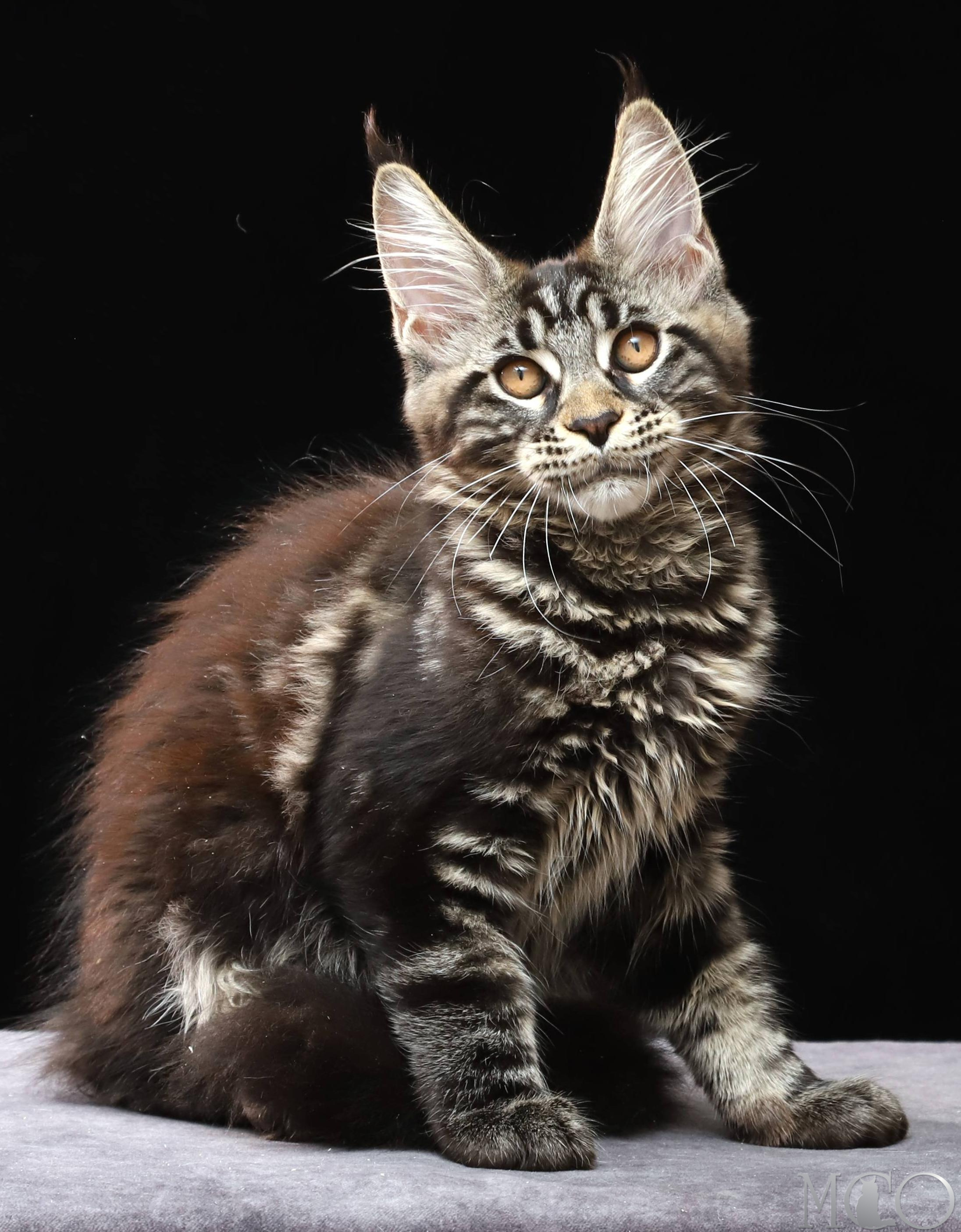 Купить котенка Мейн кун Clementina, n 22